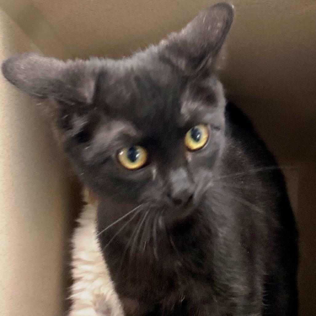 Noel, a Adoptable Domestic Short Hair in Pagosa Springs, CO image 1/3