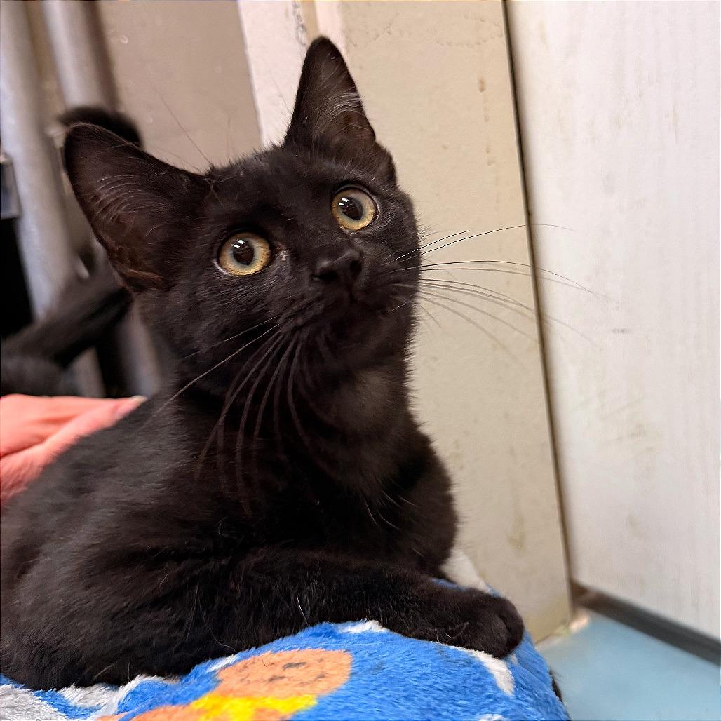 Noel, a Adoptable Domestic Short Hair in Pagosa Springs, CO image 2/3