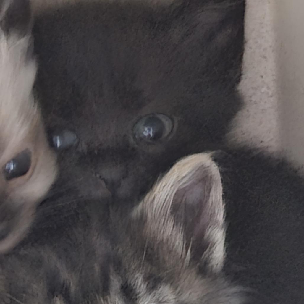 Noel, a Adoptable Domestic Short Hair in Pagosa Springs, CO image 3/3