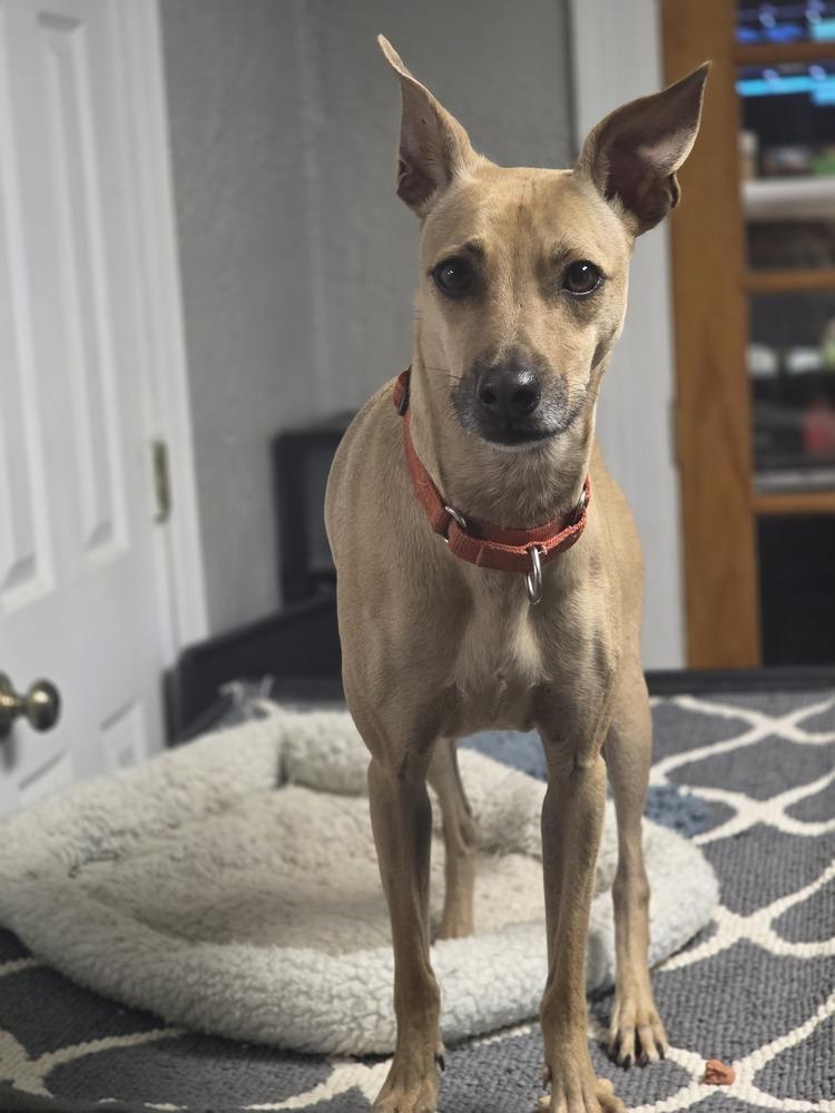 AAD Featured Pet!  Coffee - 25300, Adoptable, Adult Female Italian Greyhound & Whippet.