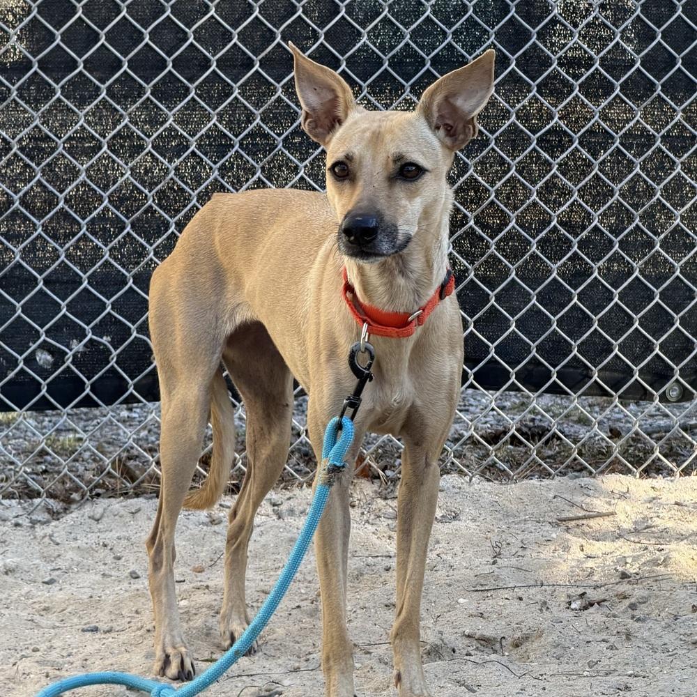 Coffee - 25300, a Adoptable mixed breed in Armonk, NY image 1/2