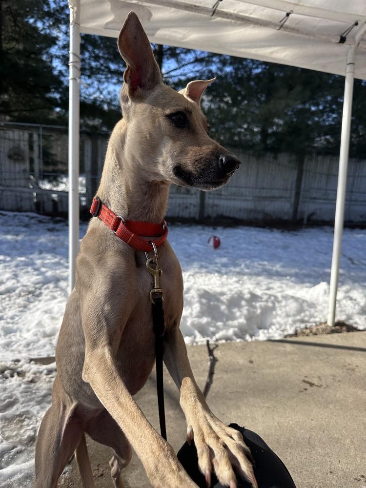 Coffee - 25300, a Adoptable mixed breed in Armonk, NY image 4/6