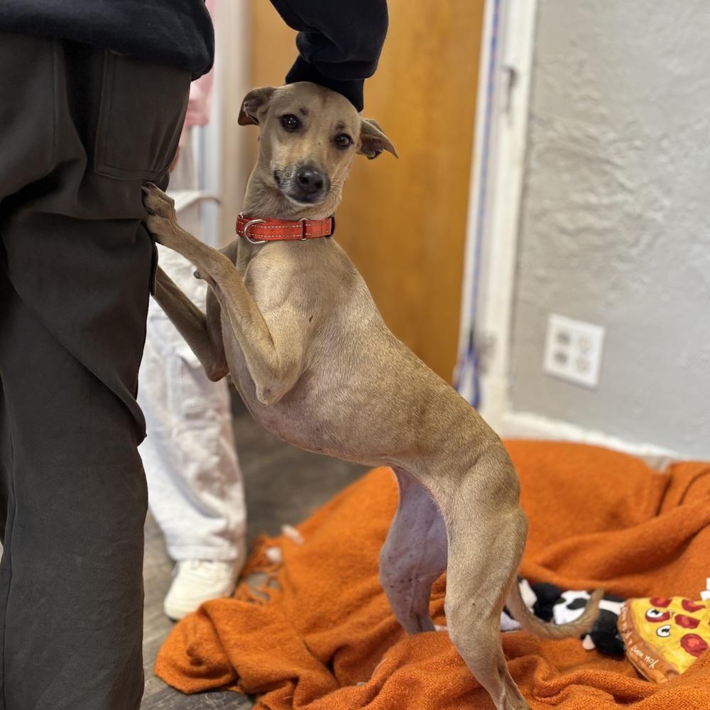 Coffee - 25300, a Adoptable mixed breed in Armonk, NY image 6/6