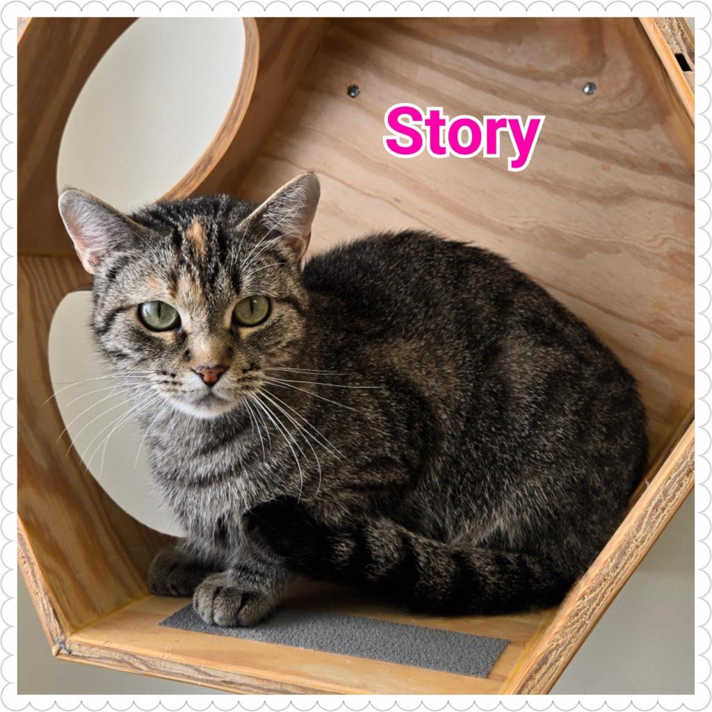 Enlarge Story, a Adoptable mixed breed in North Saint Paul, MN image 1/6