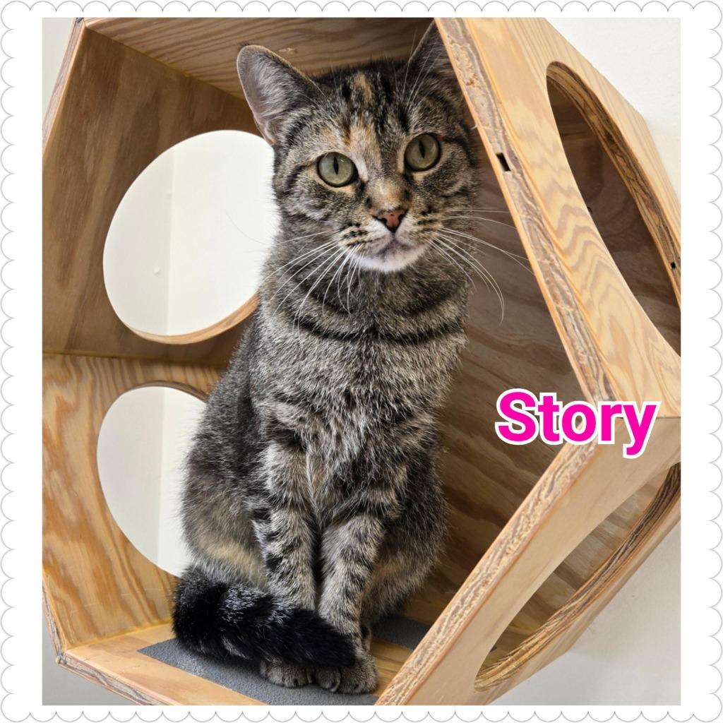 Enlarge Story, a Adoptable mixed breed in North Saint Paul, MN image 2/6