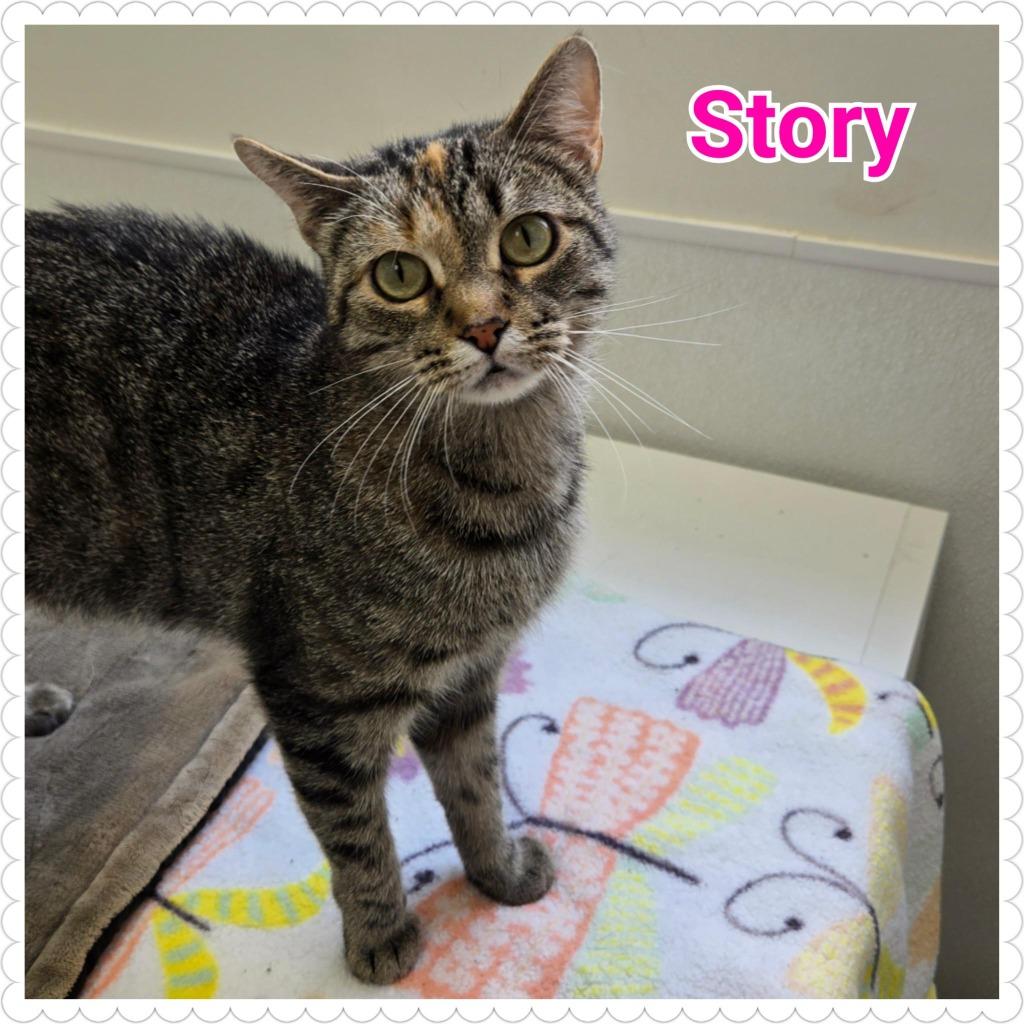 Enlarge Story, a Adoptable mixed breed in North Saint Paul, MN image 3/6