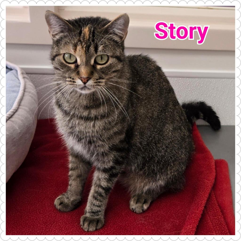 Enlarge Story, a Adoptable mixed breed in North Saint Paul, MN image 4/6