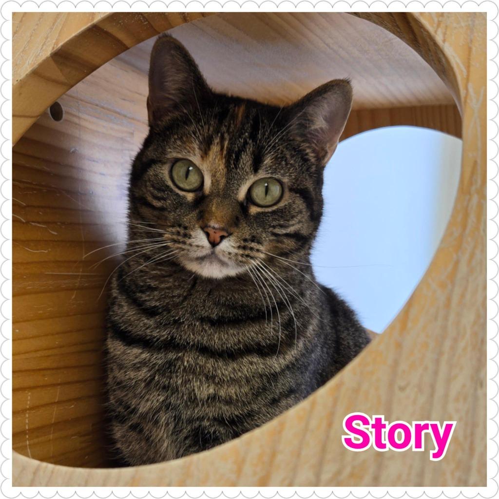 Enlarge Story, a Adoptable mixed breed in North Saint Paul, MN image 5/6