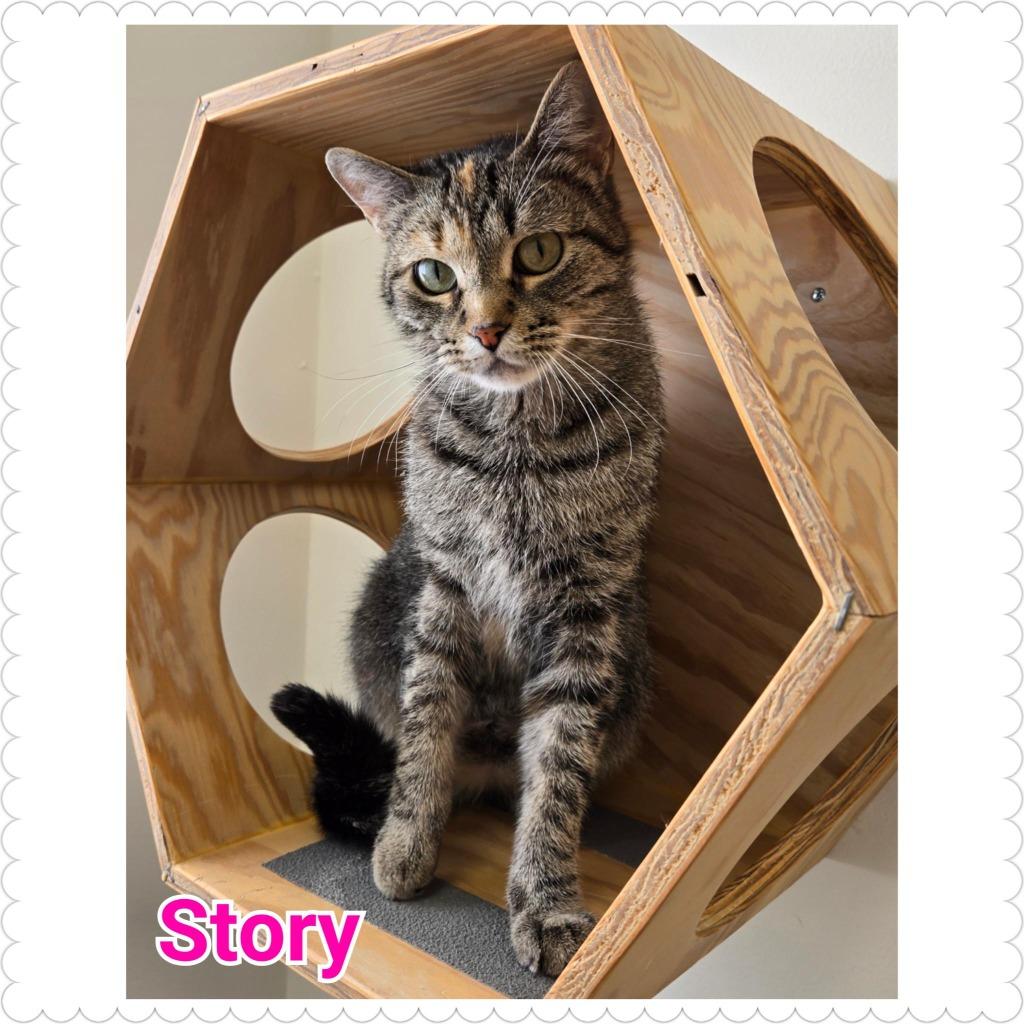 Enlarge Story, a Adoptable mixed breed in North Saint Paul, MN image 6/6