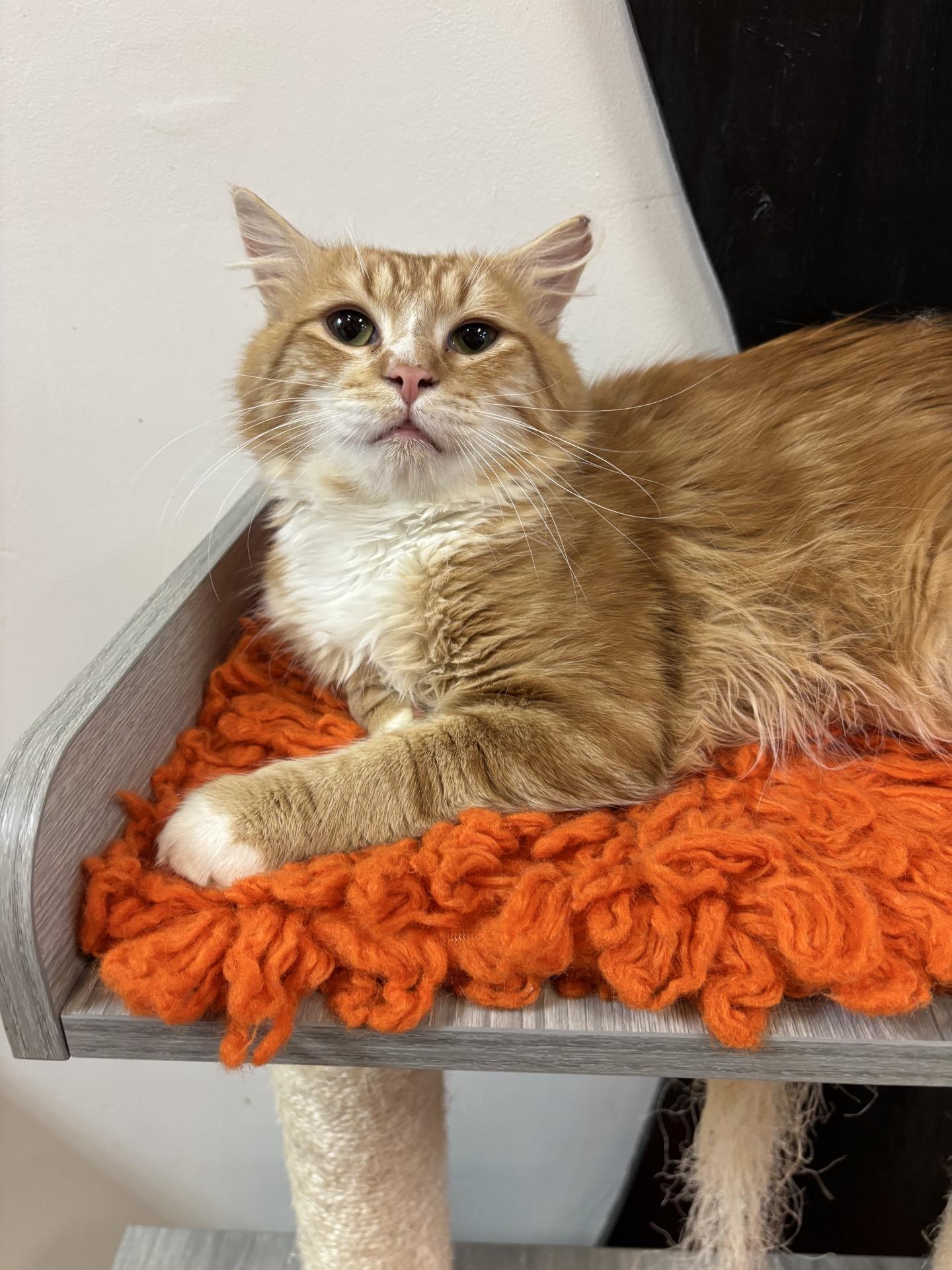 Enlarge Hobbit @ Fat Cat Cafe, an adopted Domestic Long Hair in Tallahassee, FL image 1/1