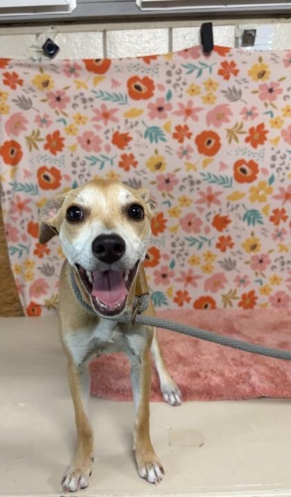 Posey, Adoptable, Adult Female Chihuahua & Mixed Breed.