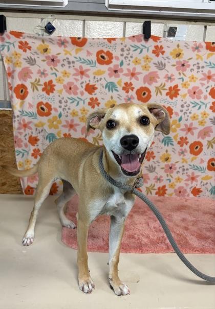 Posey, a Adoptable mixed breed in Houston, TX image 2/2