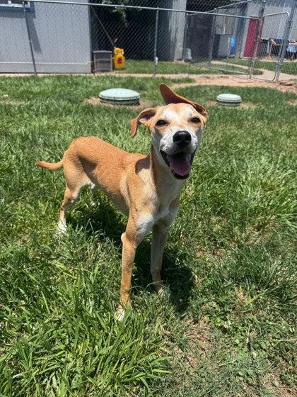 Enlarge Posey, a Adoptable mixed breed in Houston, TX image 1/1