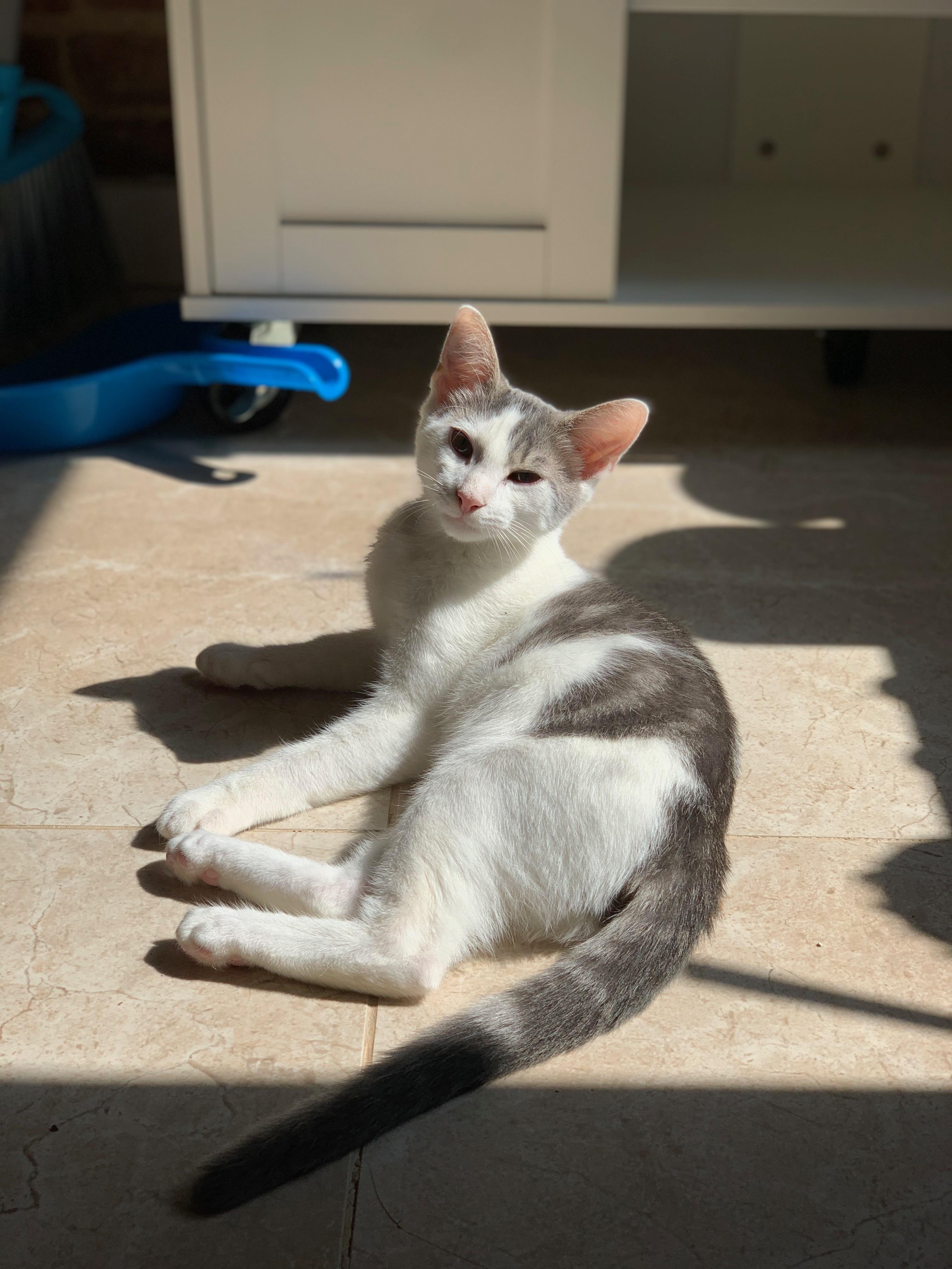 Enlarge Gherkin, a ADOPTABLE Domestic Short Hair in Brooklyn, NY image 2/6