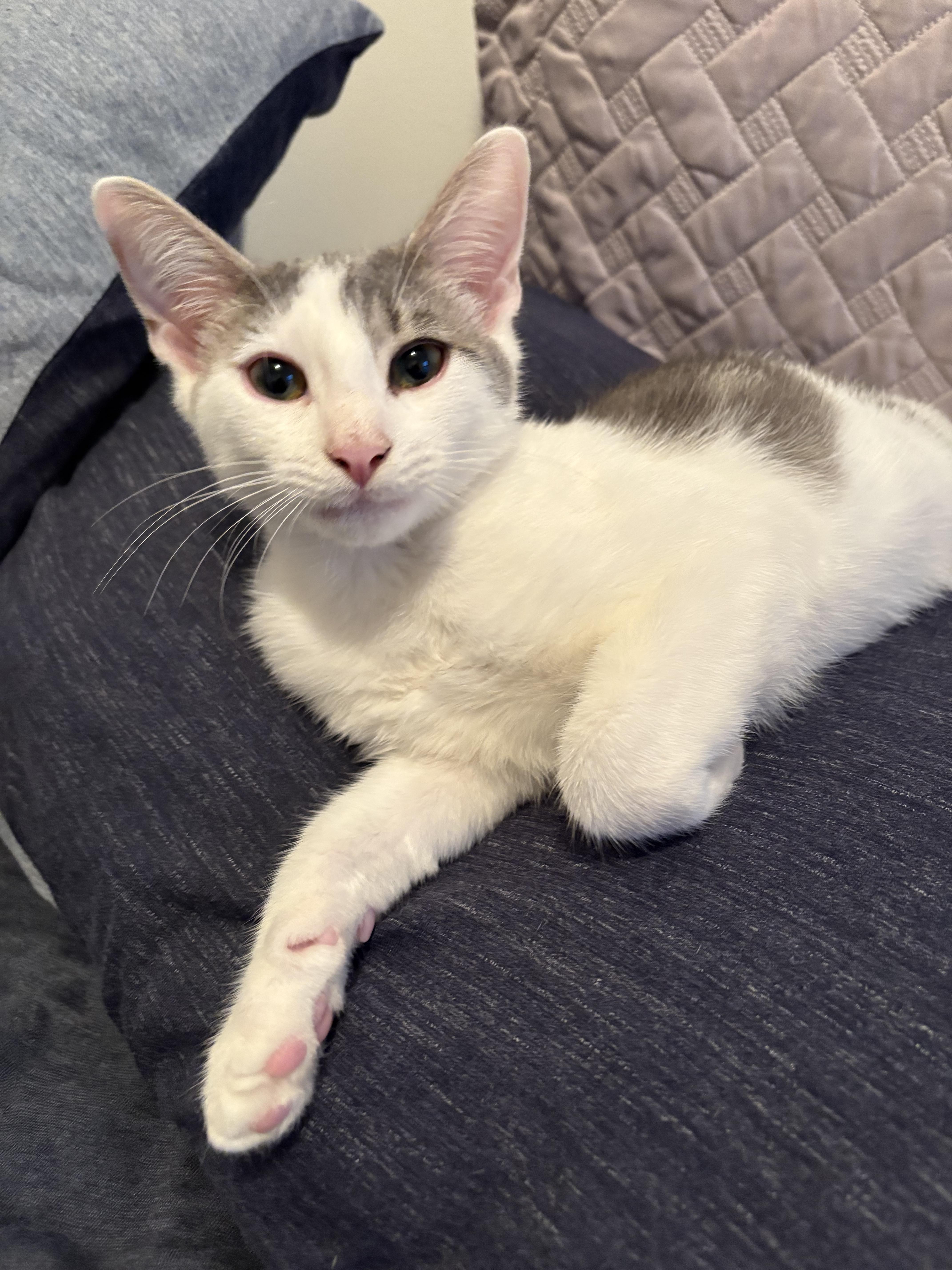 Enlarge Gherkin, a ADOPTABLE Domestic Short Hair in Brooklyn, NY image 3/6