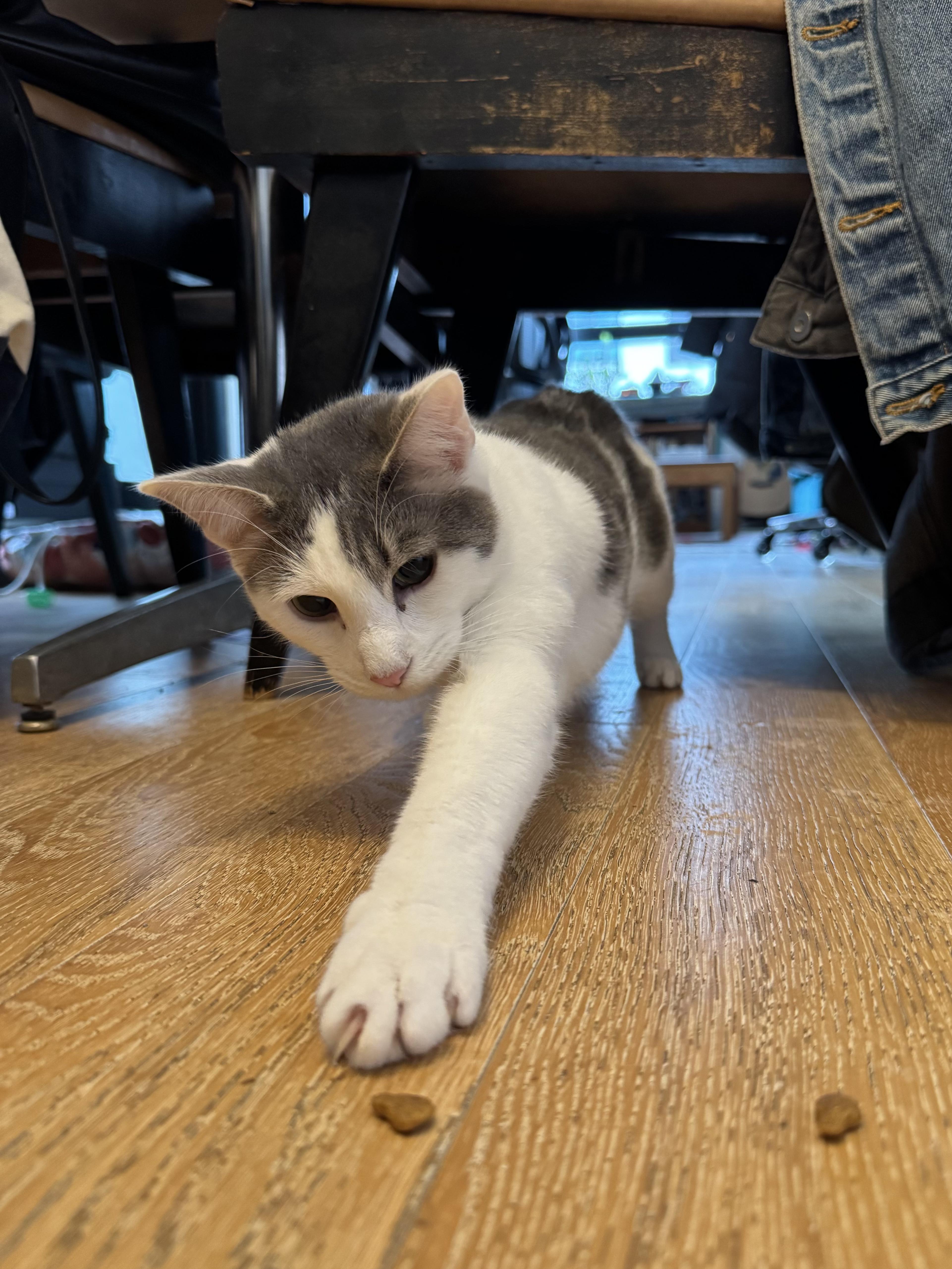 Enlarge Gherkin, a ADOPTABLE Domestic Short Hair in Brooklyn, NY image 4/6