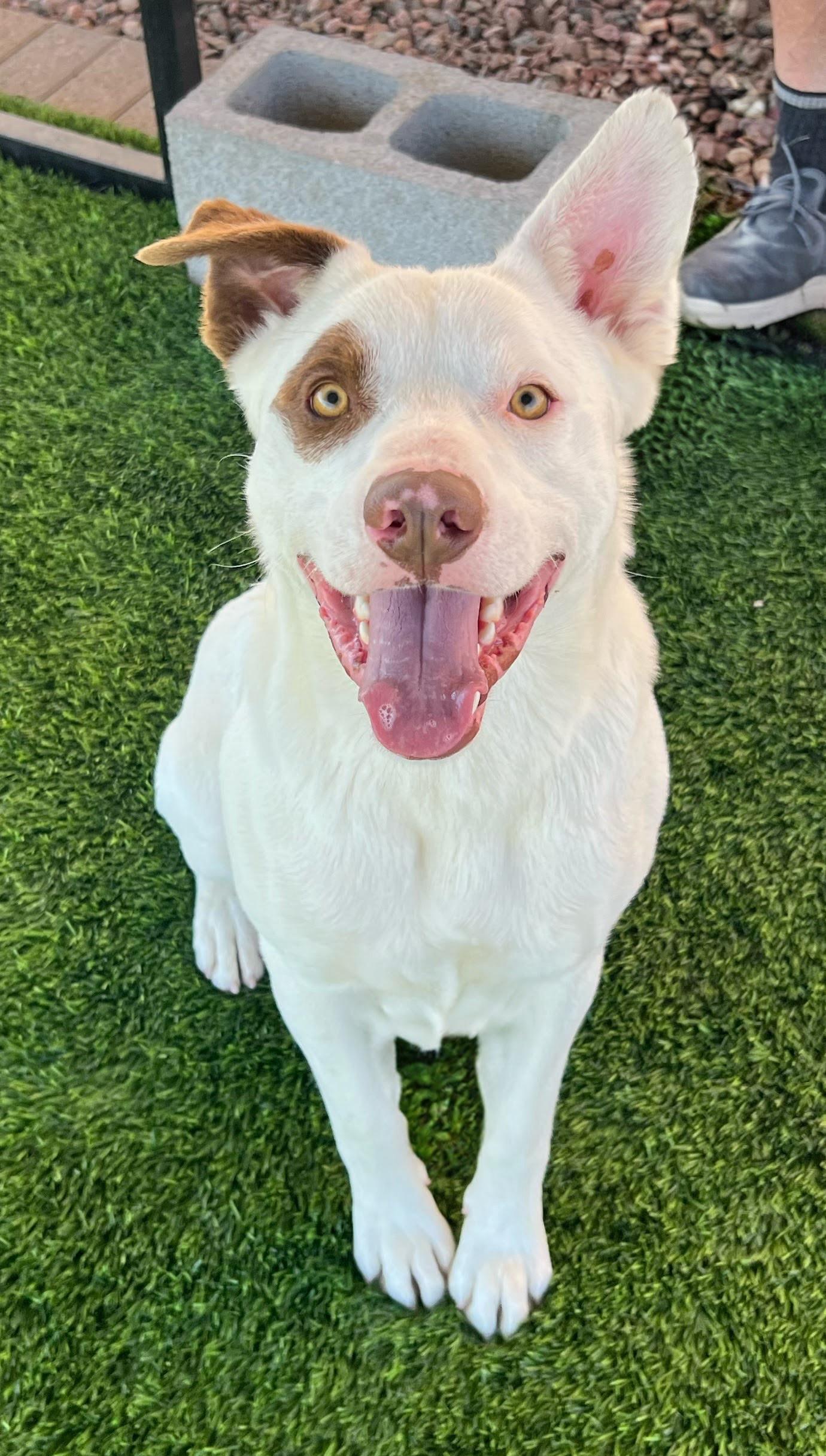 PETE, ADOPTABLE, Young Male Pit Bull Terrier.