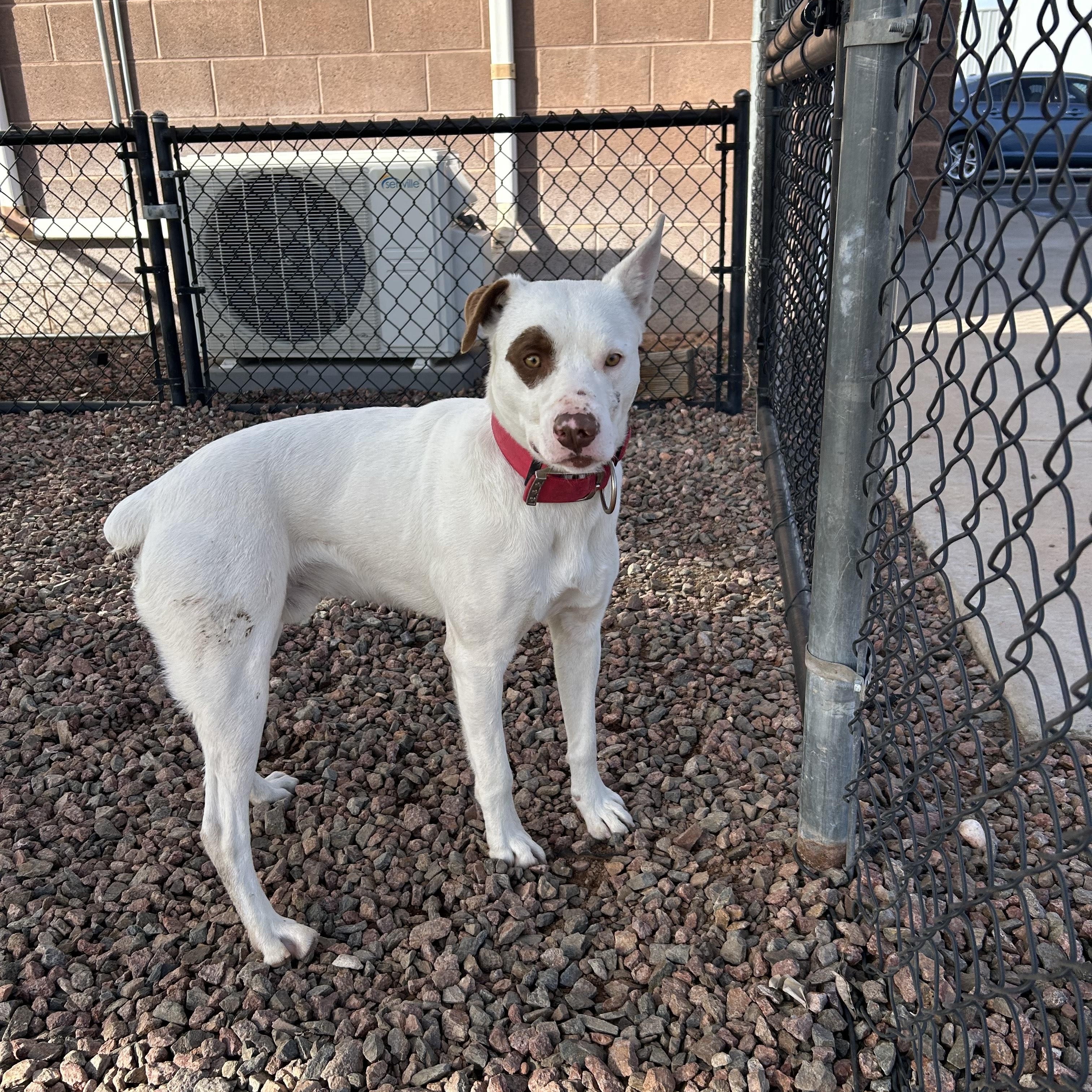 Enlarge PETE, a ADOPTABLE mixed breed in Washington, UT image 1/1