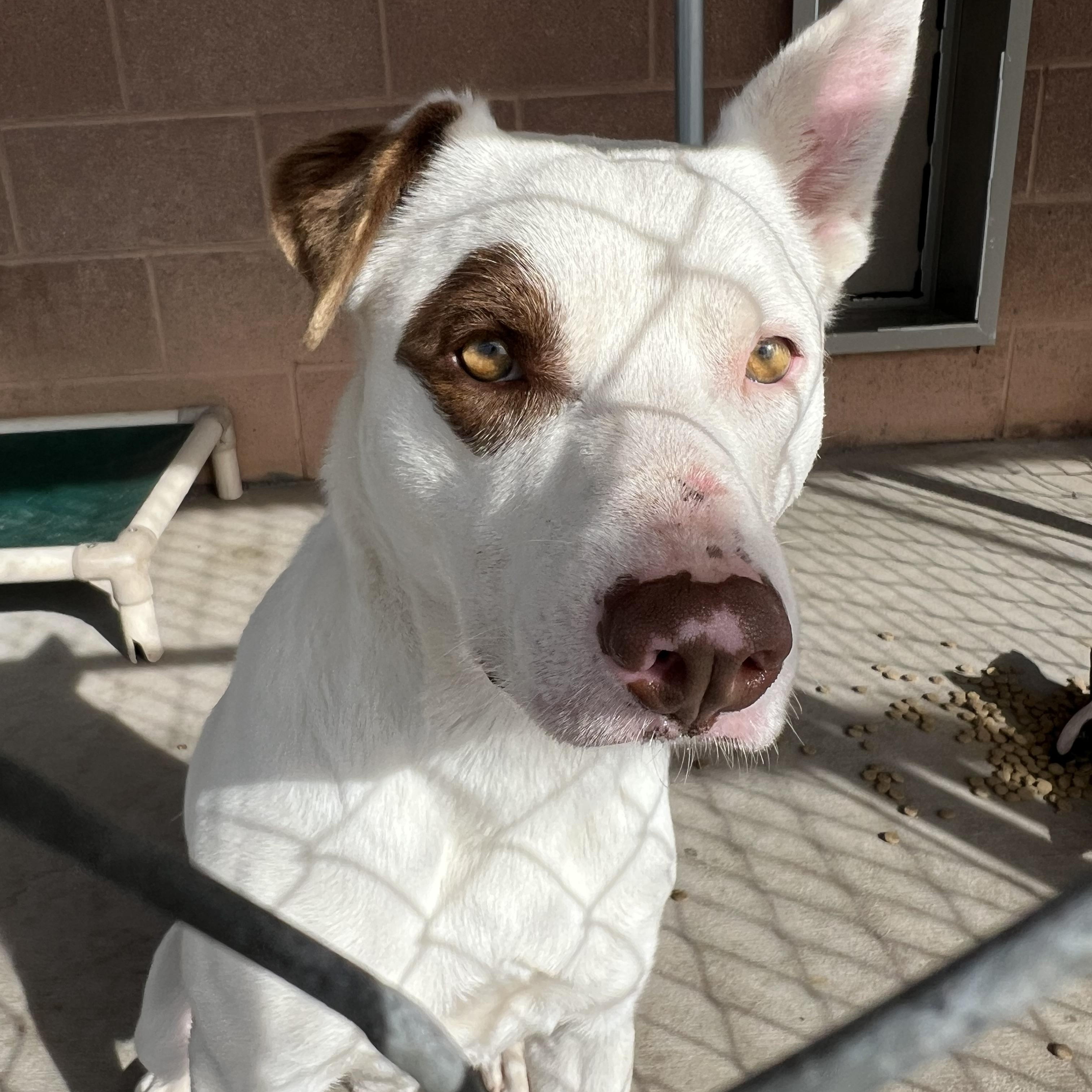 Enlarge PETE, a ADOPTABLE mixed breed in Washington, UT image 2/2
