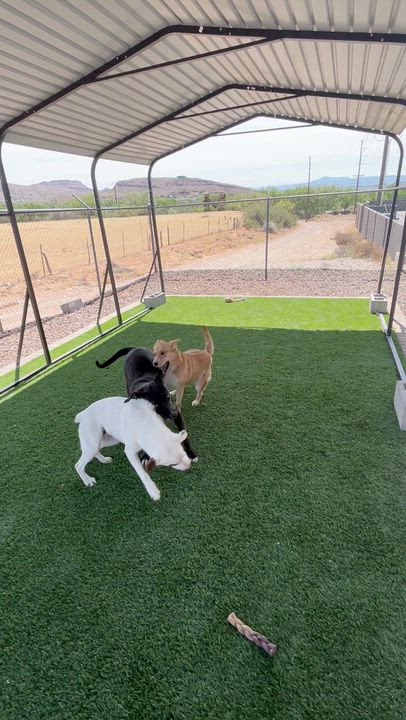 Enlarge PETE, an adoptable mixed breed in Washington, UT video 2/3