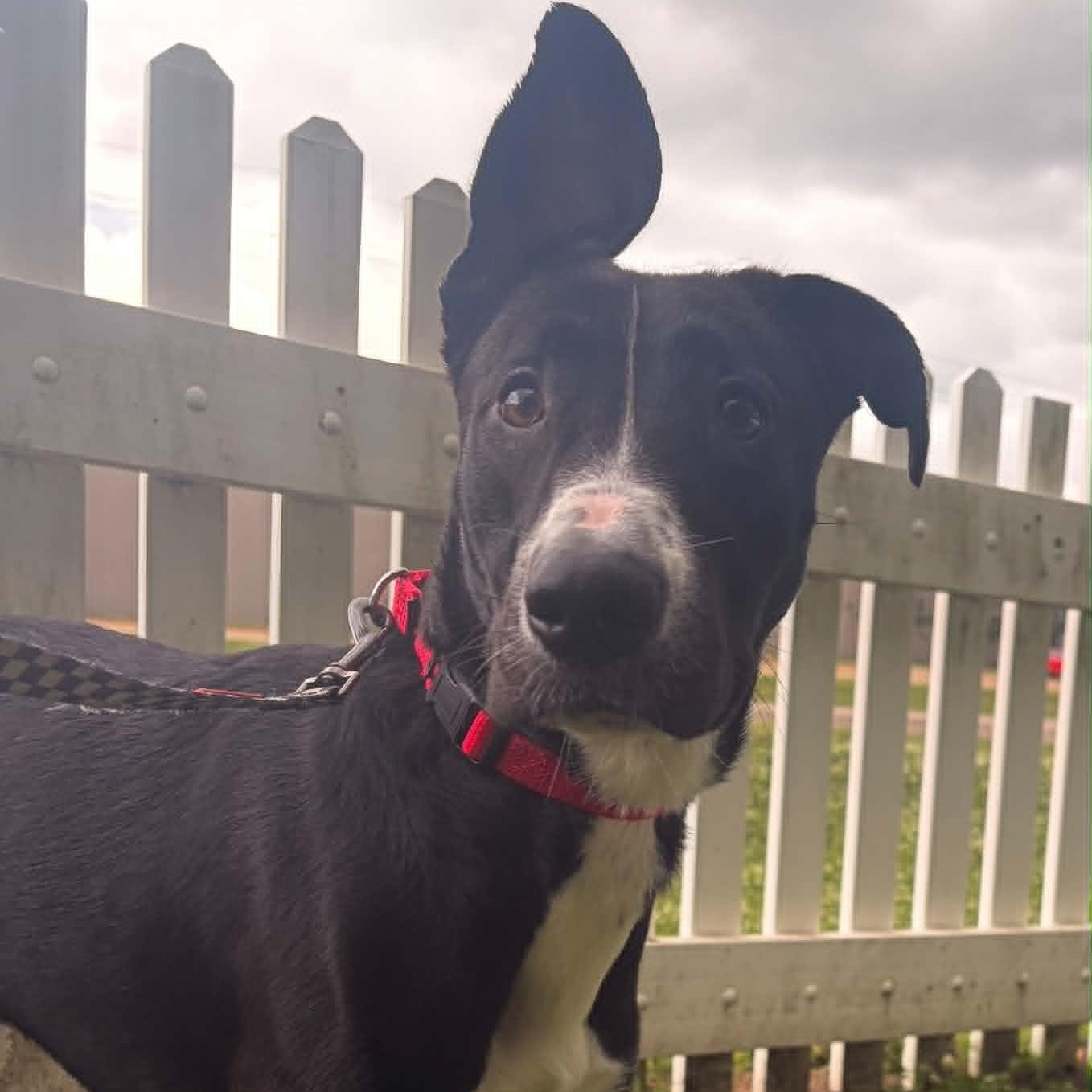 Stew, adopted, Adult Male Labrador Retriever.