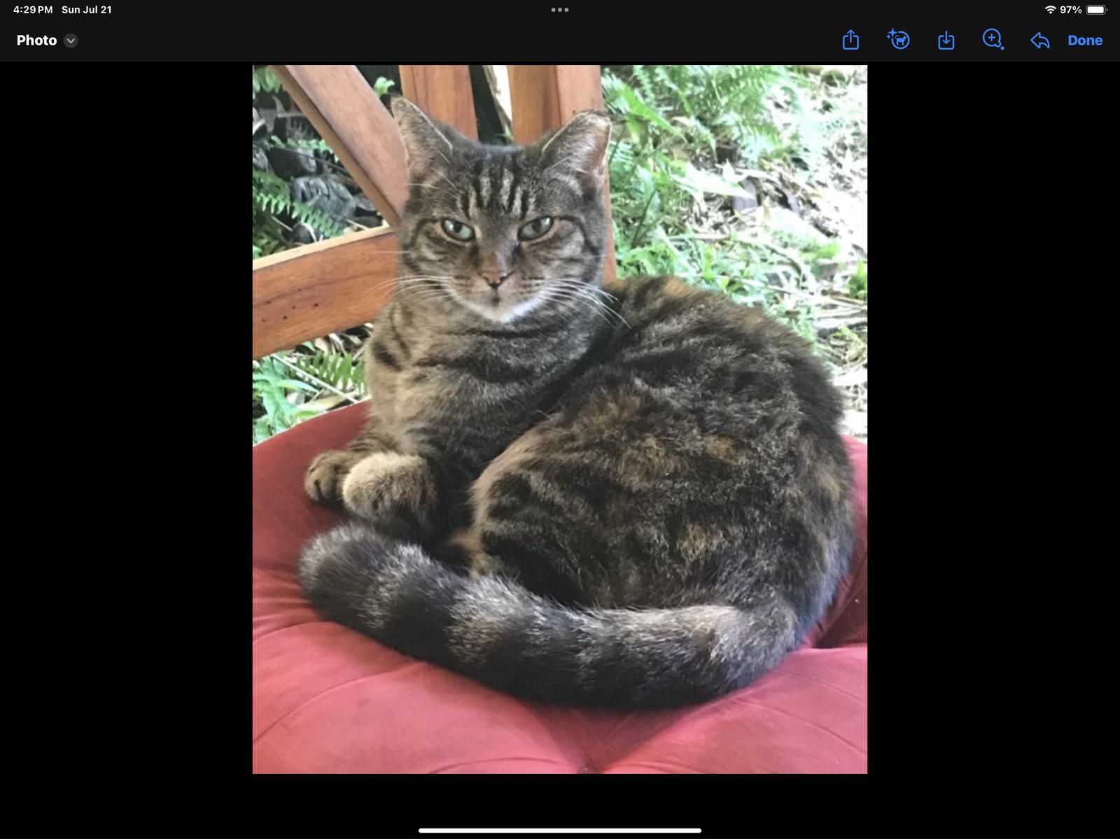 Enlarge zz - Luna, a Adoptable Domestic Short Hair in West Palm Beach, FL image 1/1