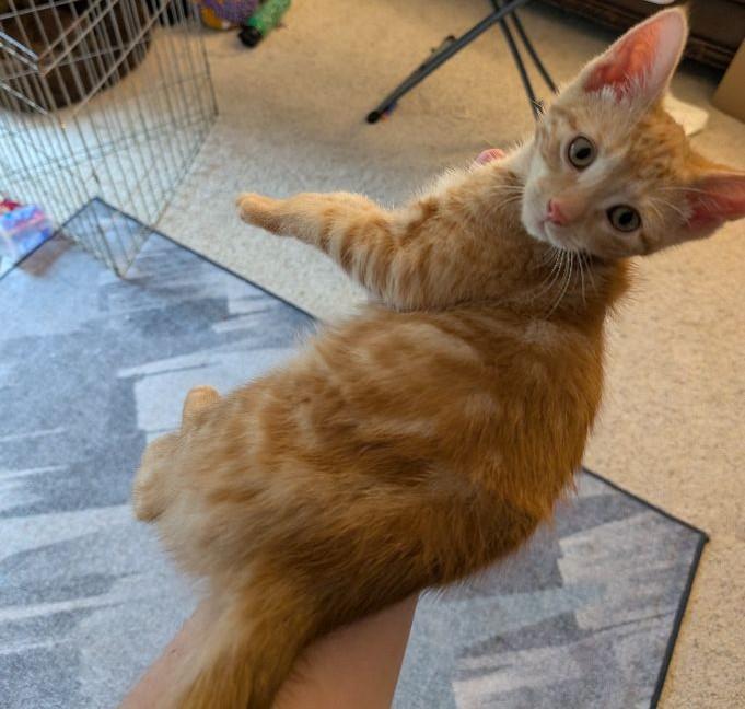 Kip, ADOPTABLE, Kitten Male Domestic Short Hair.
