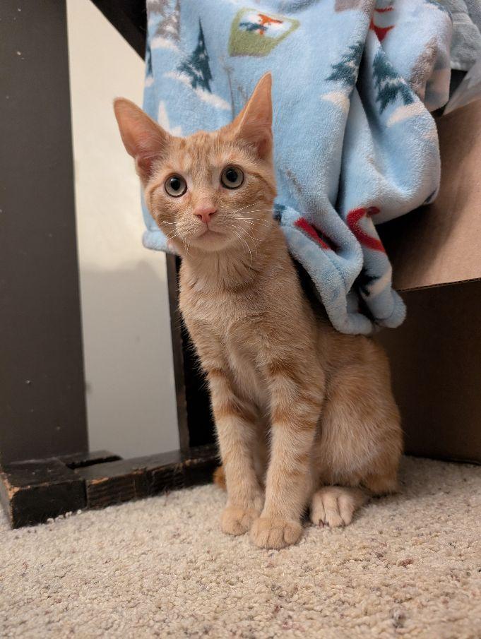 Kip, ADOPTABLE, Kitten Male Domestic Short Hair.