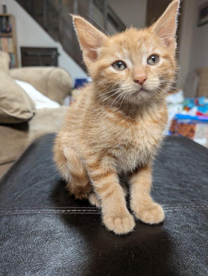 Enlarge Kip, a ADOPTABLE Domestic Short Hair in Lake Orion, MI image 3/3