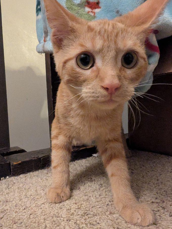Enlarge Kip, a ADOPTABLE Domestic Short Hair in Lake Orion, MI image 2/5