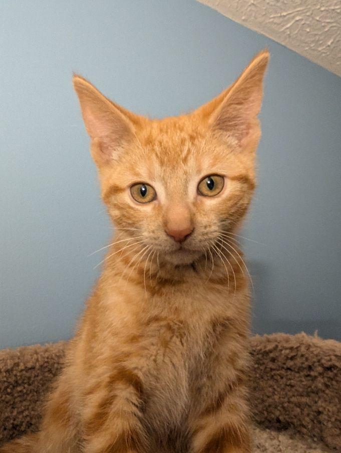 Enlarge Kip, a ADOPTABLE Domestic Short Hair in Lake Orion, MI image 2/3
