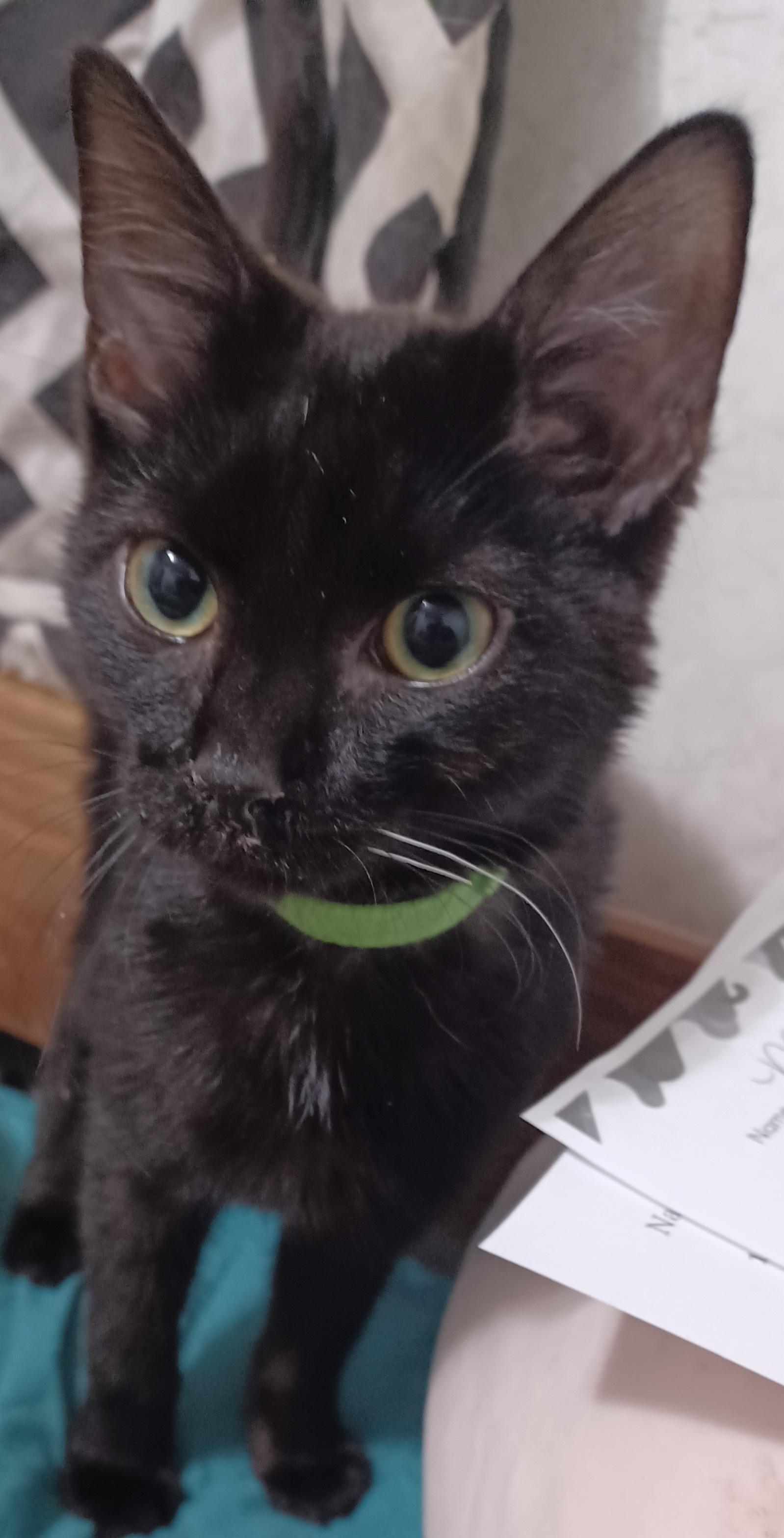 Emerald, adoptable, Young Male Domestic Short Hair.