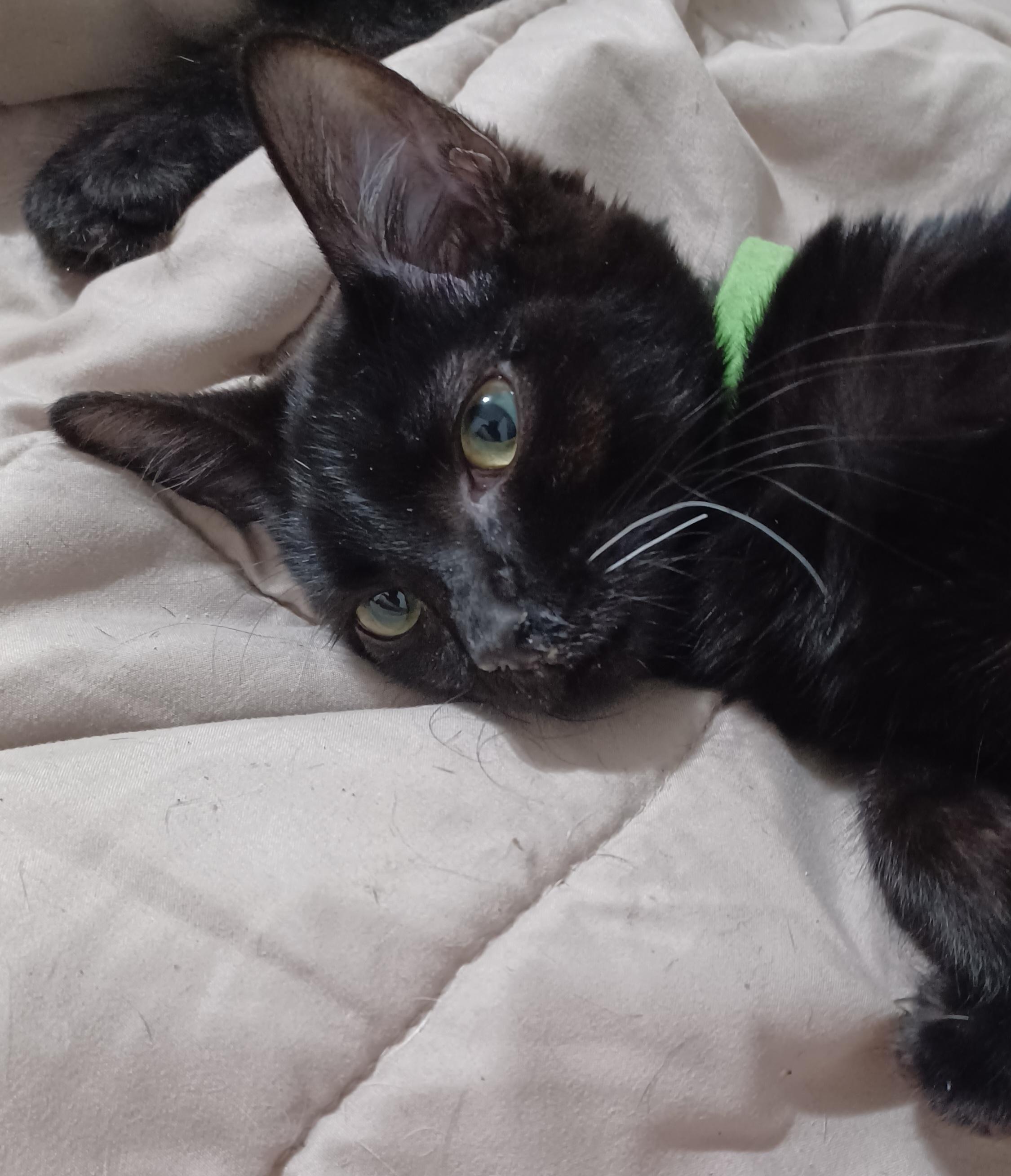 Emerald, an adoptable Domestic Short Hair in Morgantown, WV image 2/4