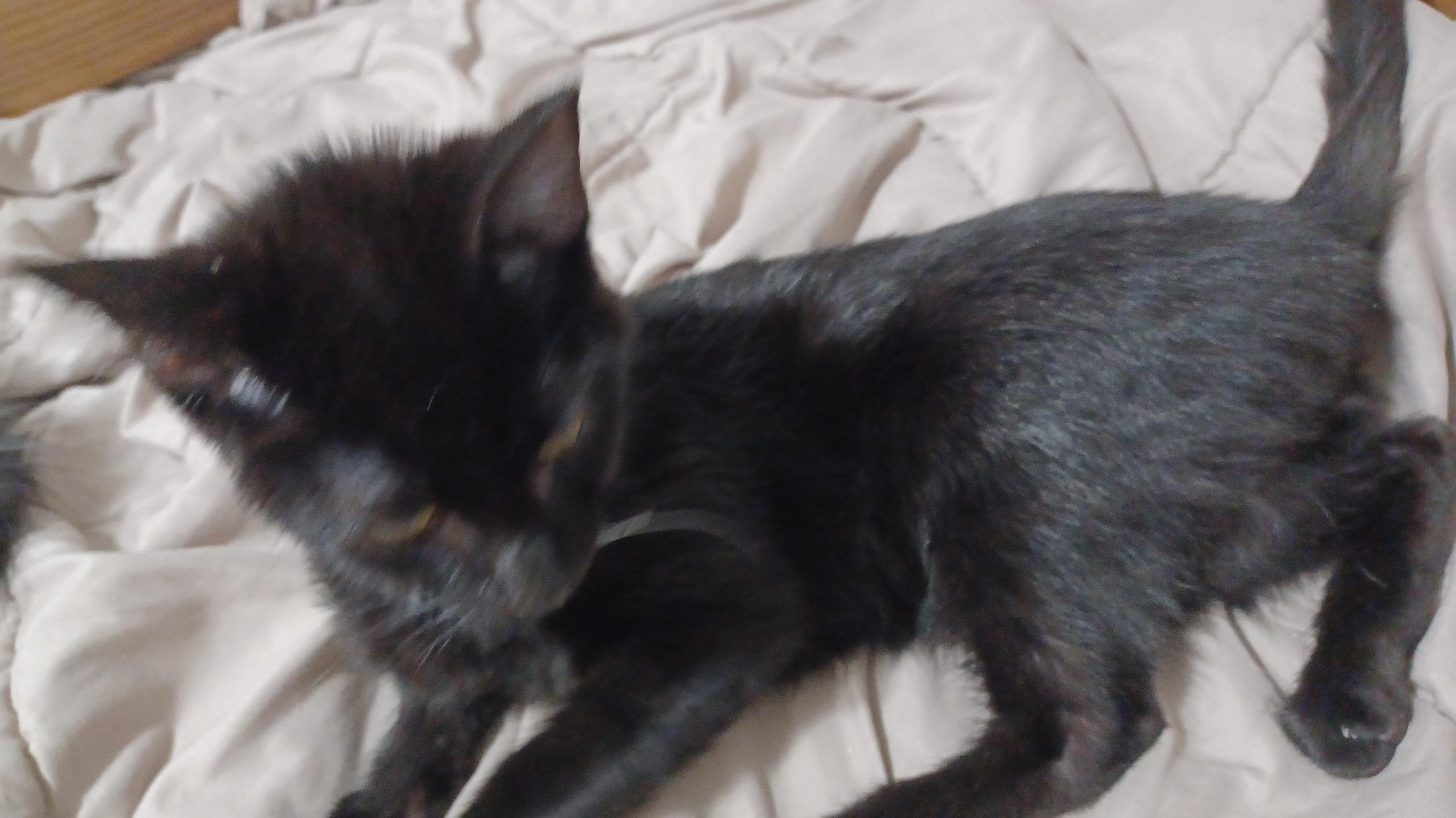 Emerald, an adoptable Domestic Short Hair in Morgantown, WV image 3/4