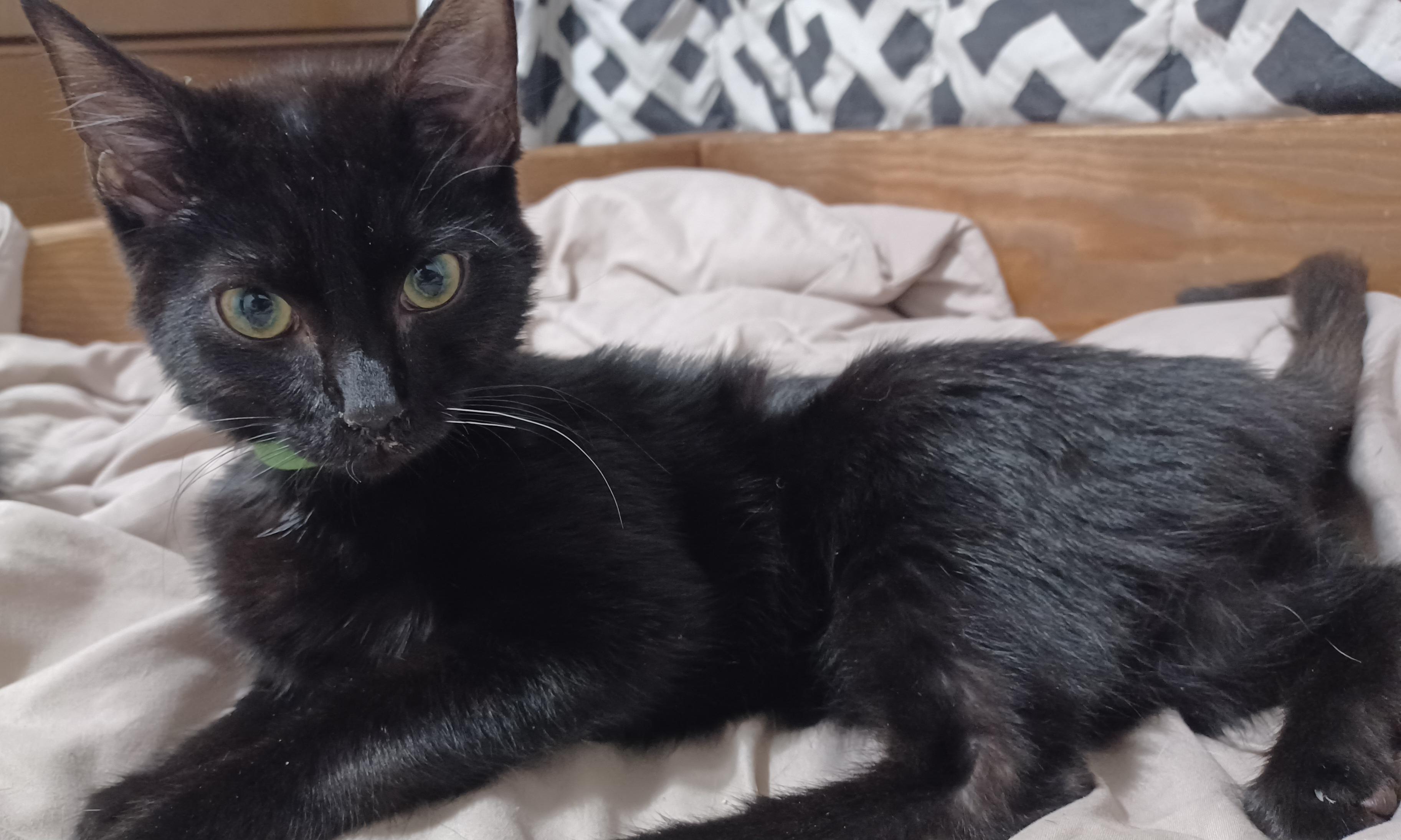 Emerald, an adoptable Domestic Short Hair in Morgantown, WV image 4/4