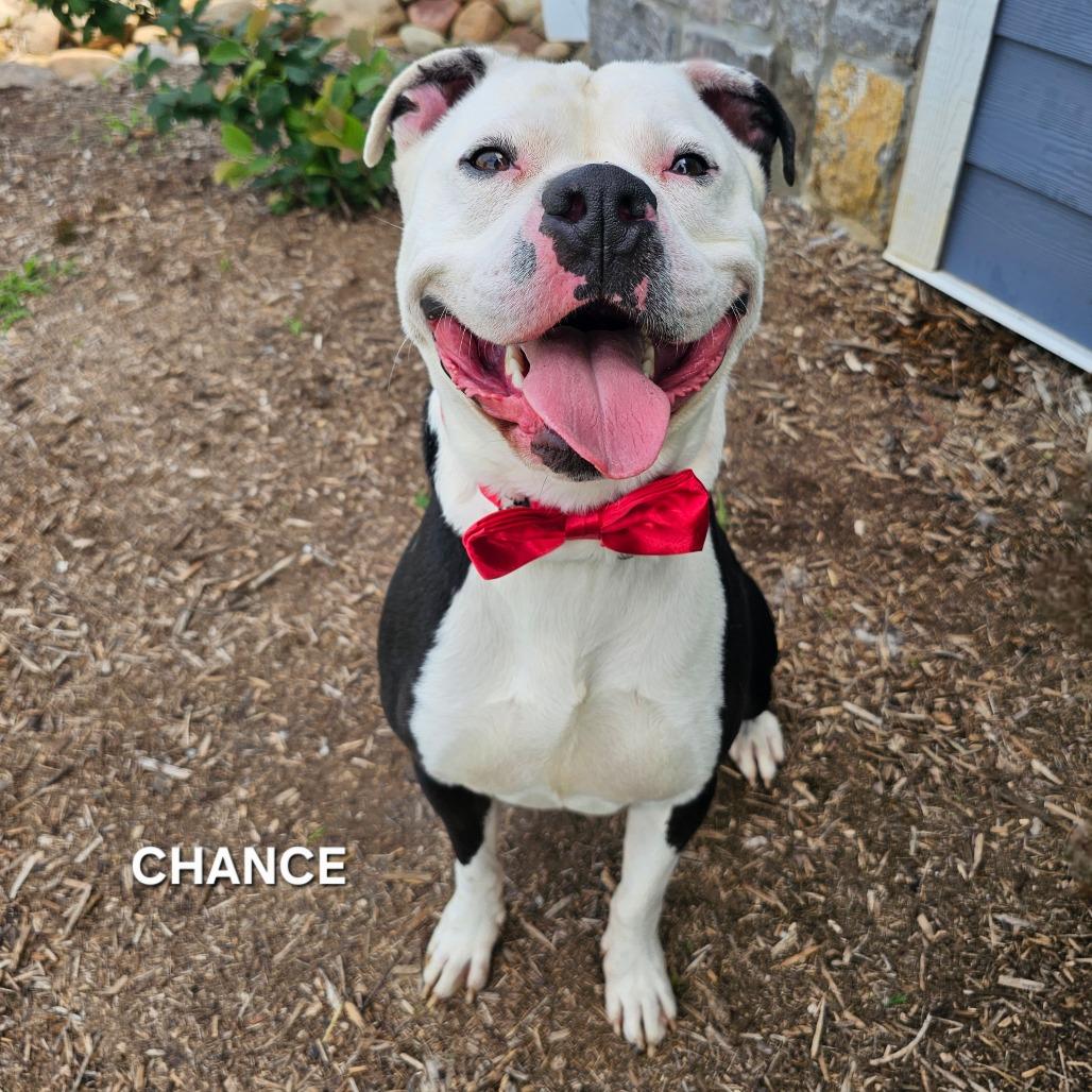 Chance, Adoptable, Adult Male American Bulldog & Pit Bull Terrier.