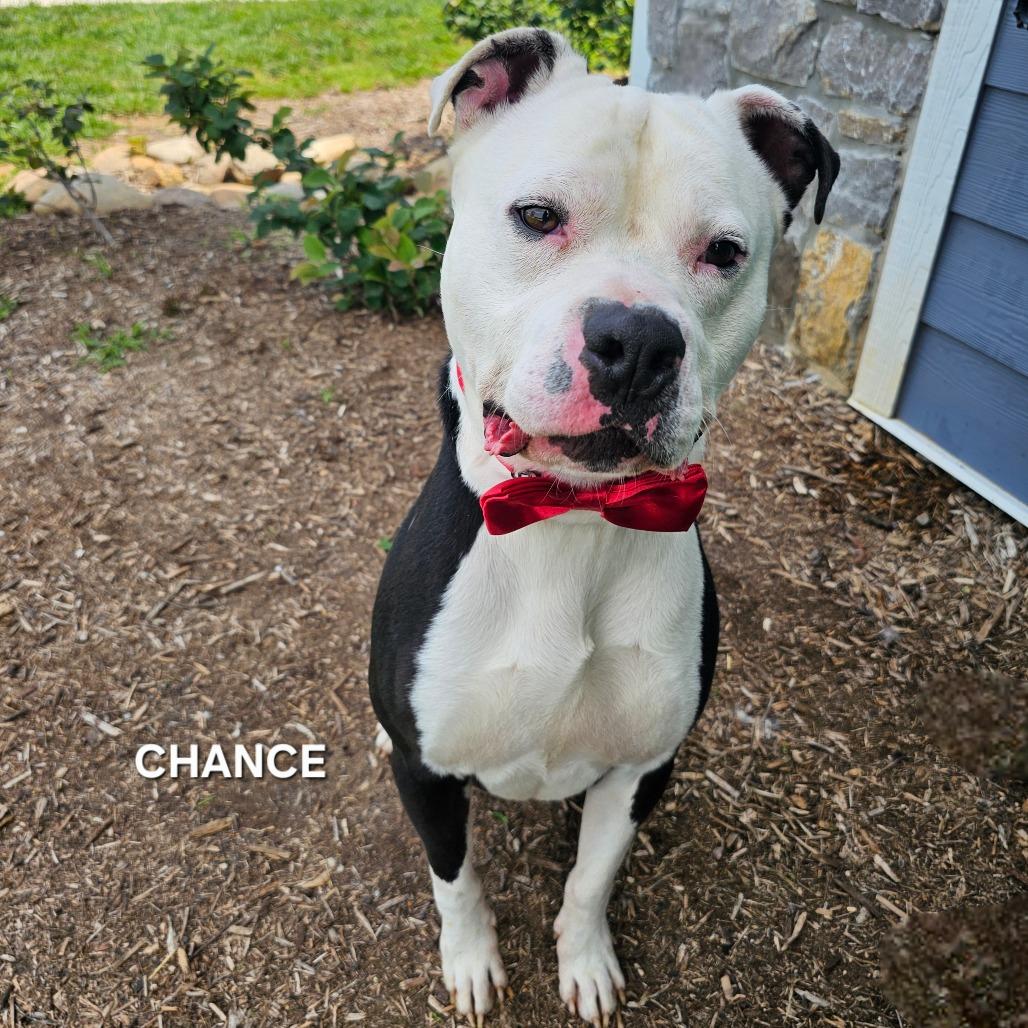 Chance, a Adoptable mixed breed in Madisonville, TN image 2/6