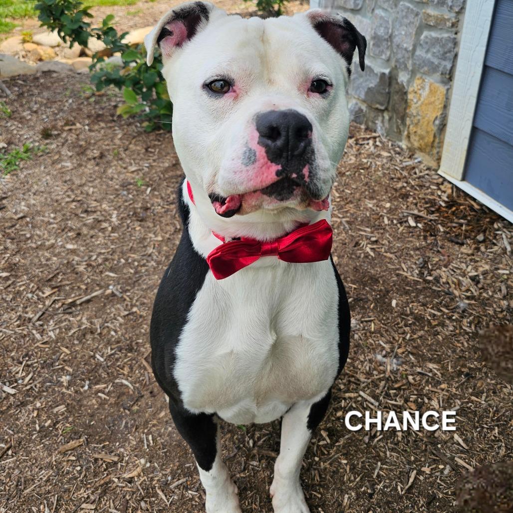 Chance, a Adoptable mixed breed in Madisonville, TN image 3/6