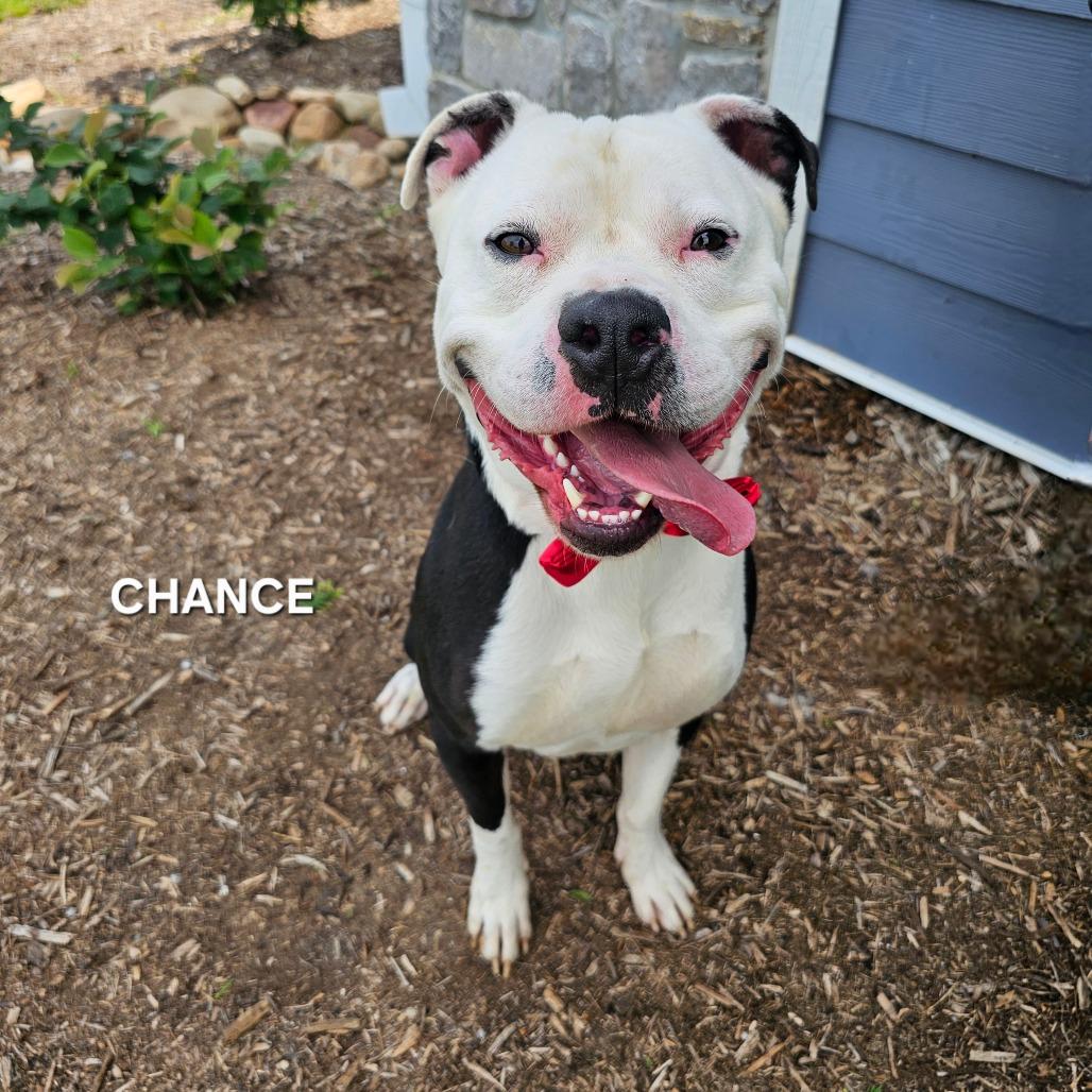 Chance, a Adoptable mixed breed in Madisonville, TN image 4/6