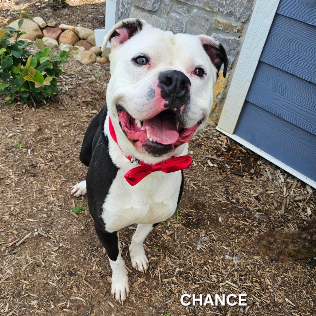 Chance, a Adoptable mixed breed in Madisonville, TN image 5/6