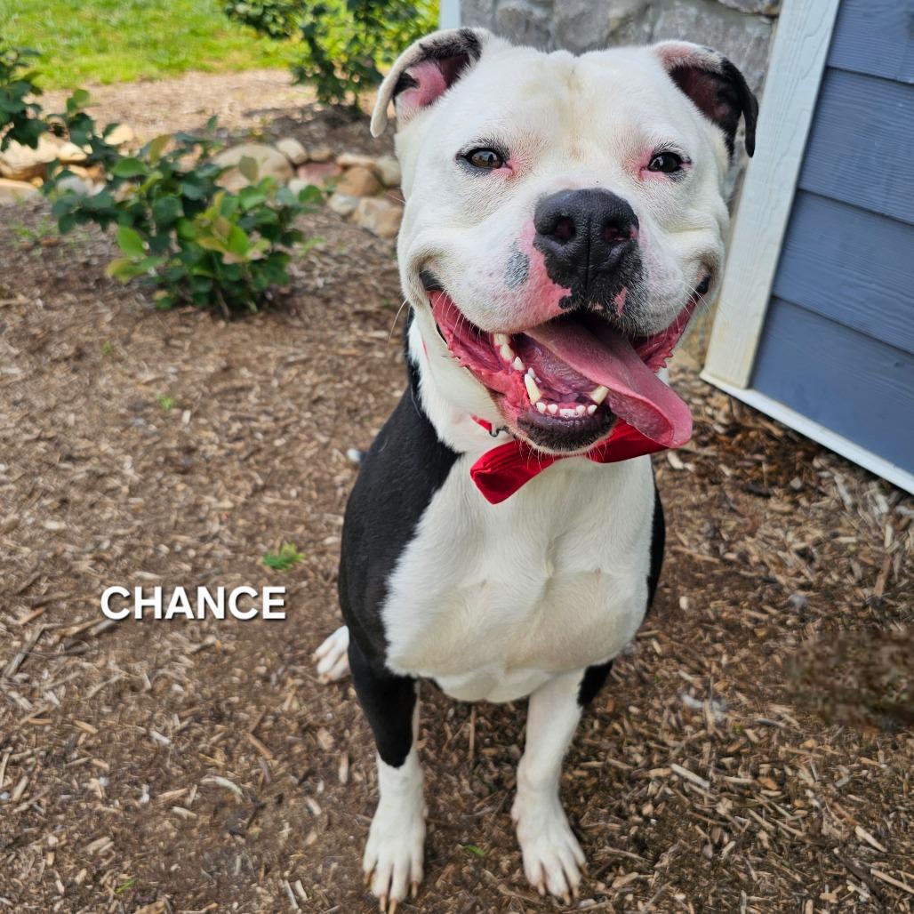 Chance, a Adoptable mixed breed in Madisonville, TN image 6/6
