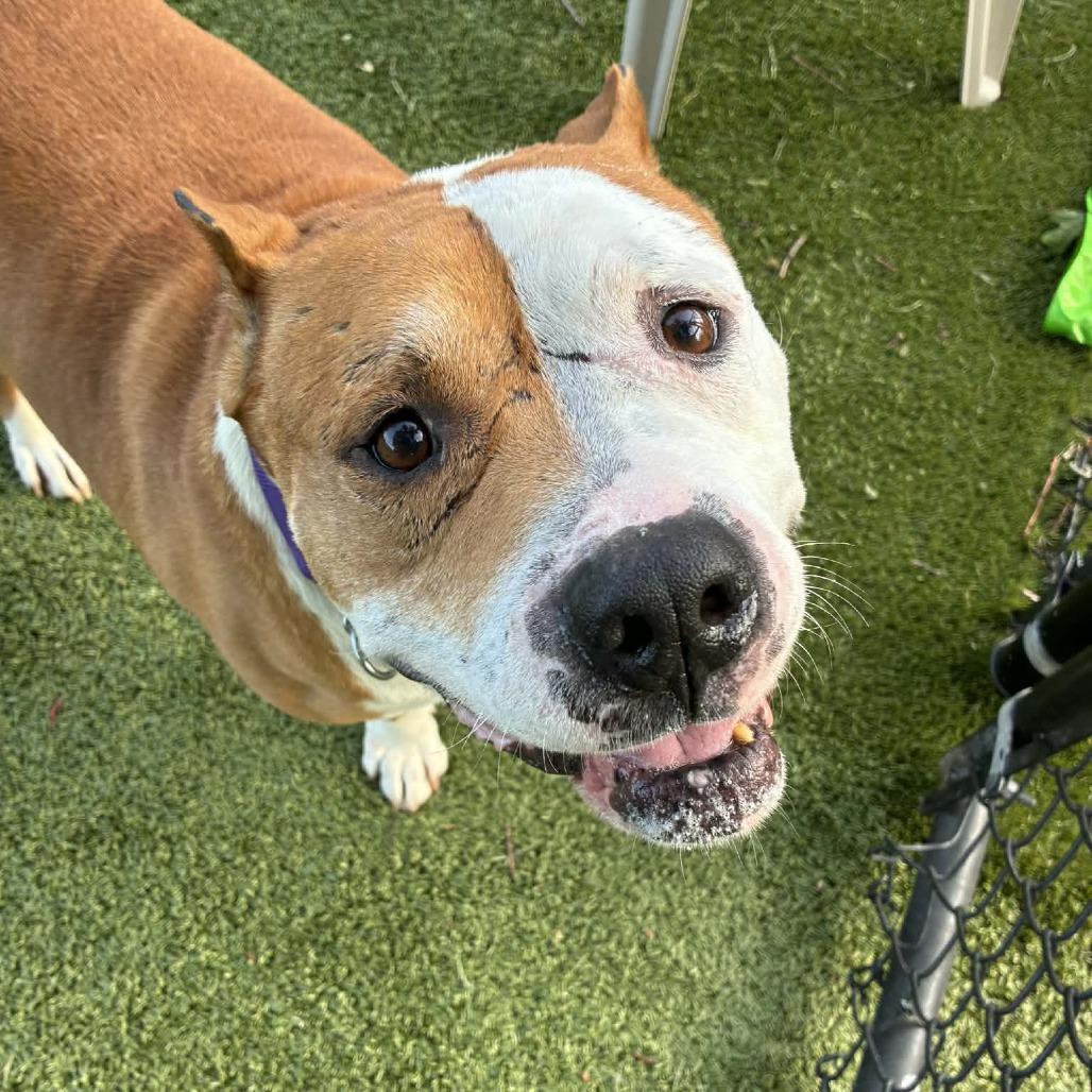 Enlarge Canelo, a Adoptable Mixed Breed in Winston-Salem, NC image 2/6