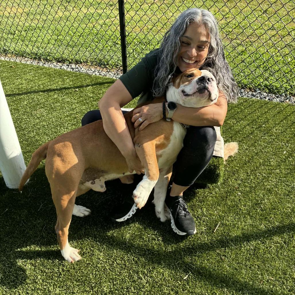 Enlarge Canelo, a Adoptable Mixed Breed in Winston-Salem, NC image 3/6