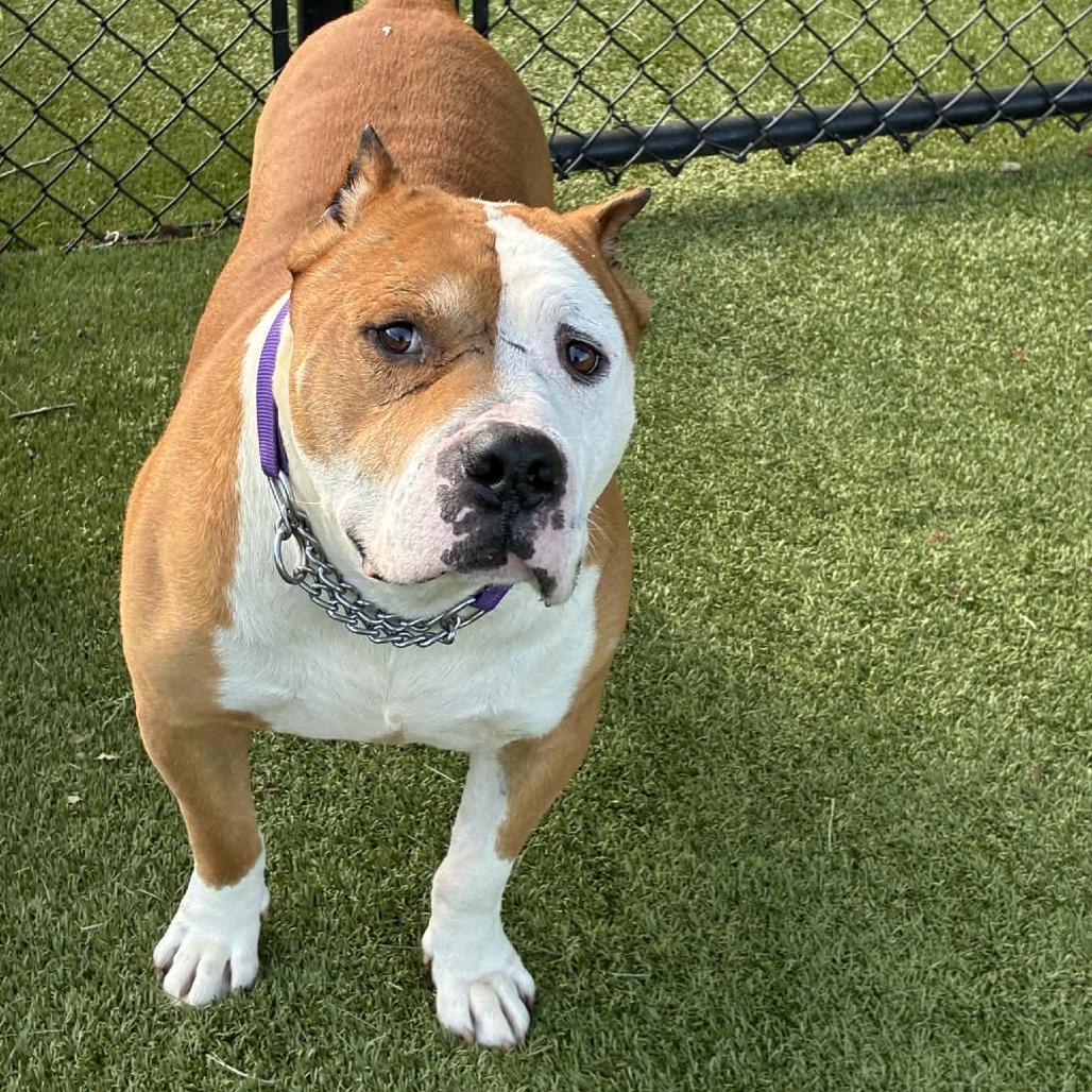 Enlarge Canelo, a Adoptable Mixed Breed in Winston-Salem, NC image 4/6