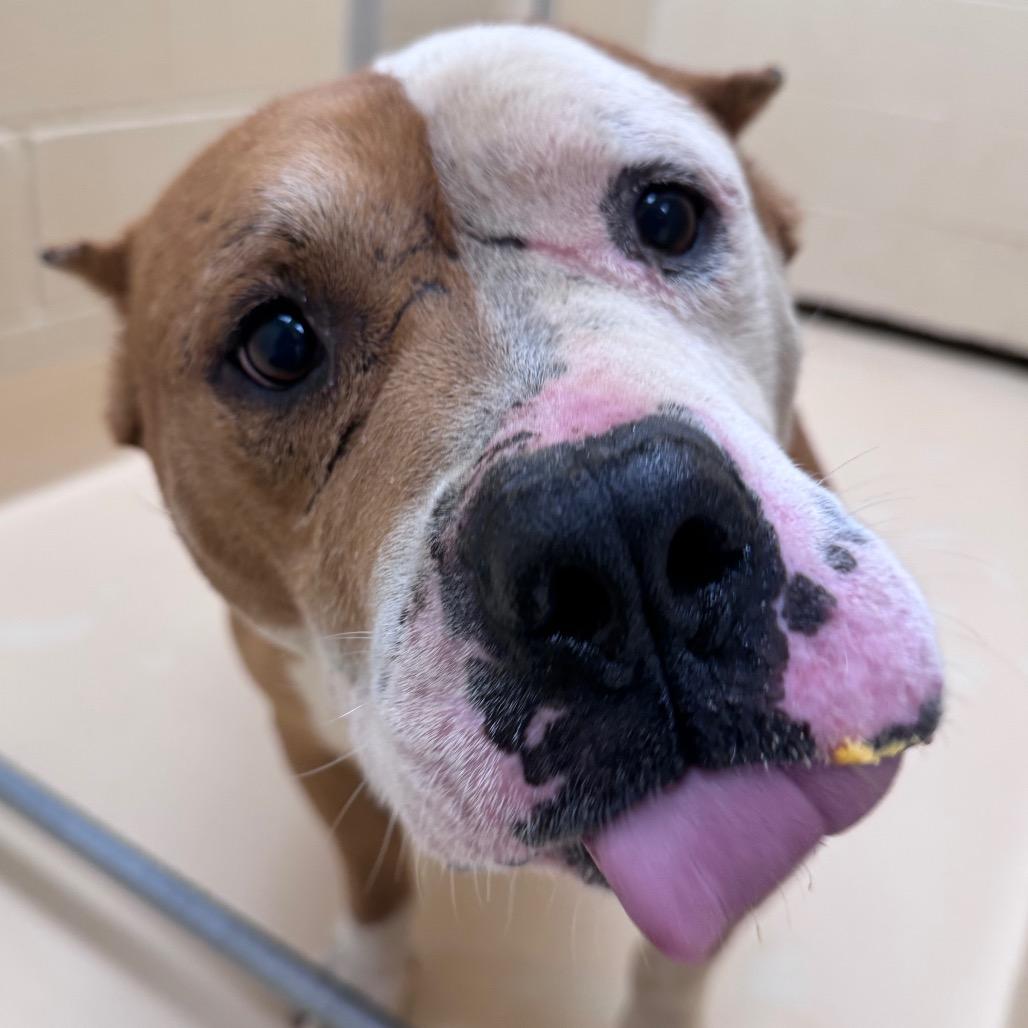 Enlarge Canelo, a Adoptable Mixed Breed in Winston-Salem, NC image 5/6