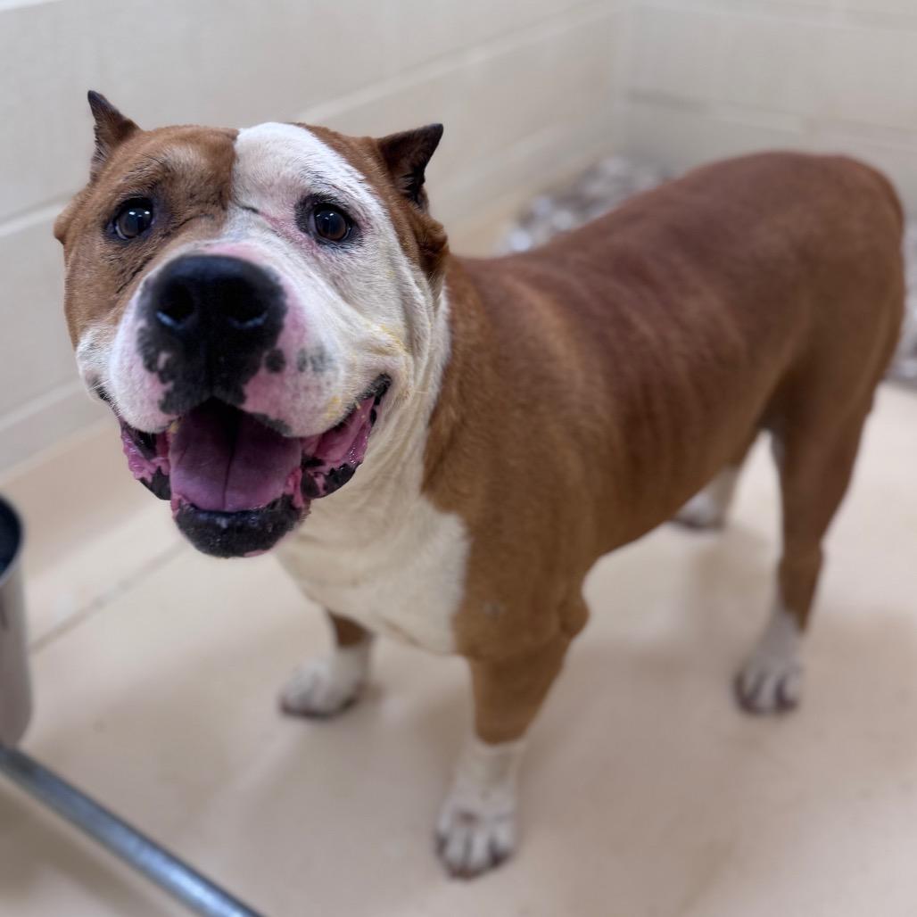 Enlarge Canelo, a Adoptable Mixed Breed in Winston-Salem, NC image 6/6