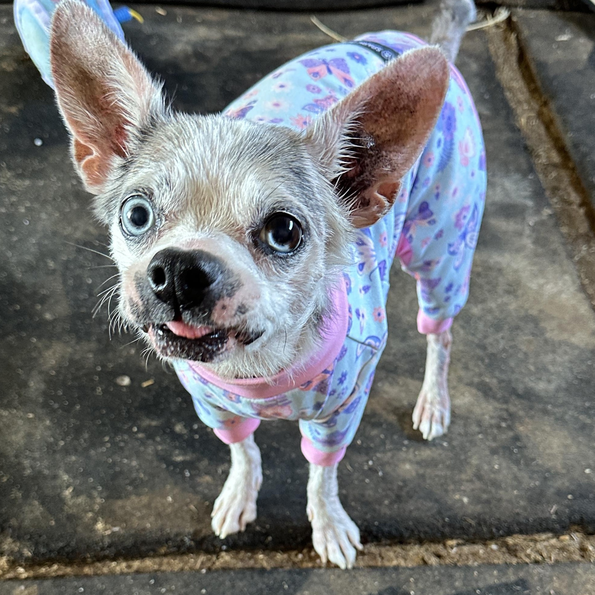 Tango, a ADOPTABLE mixed breed in Sheridan, OR image 6/6