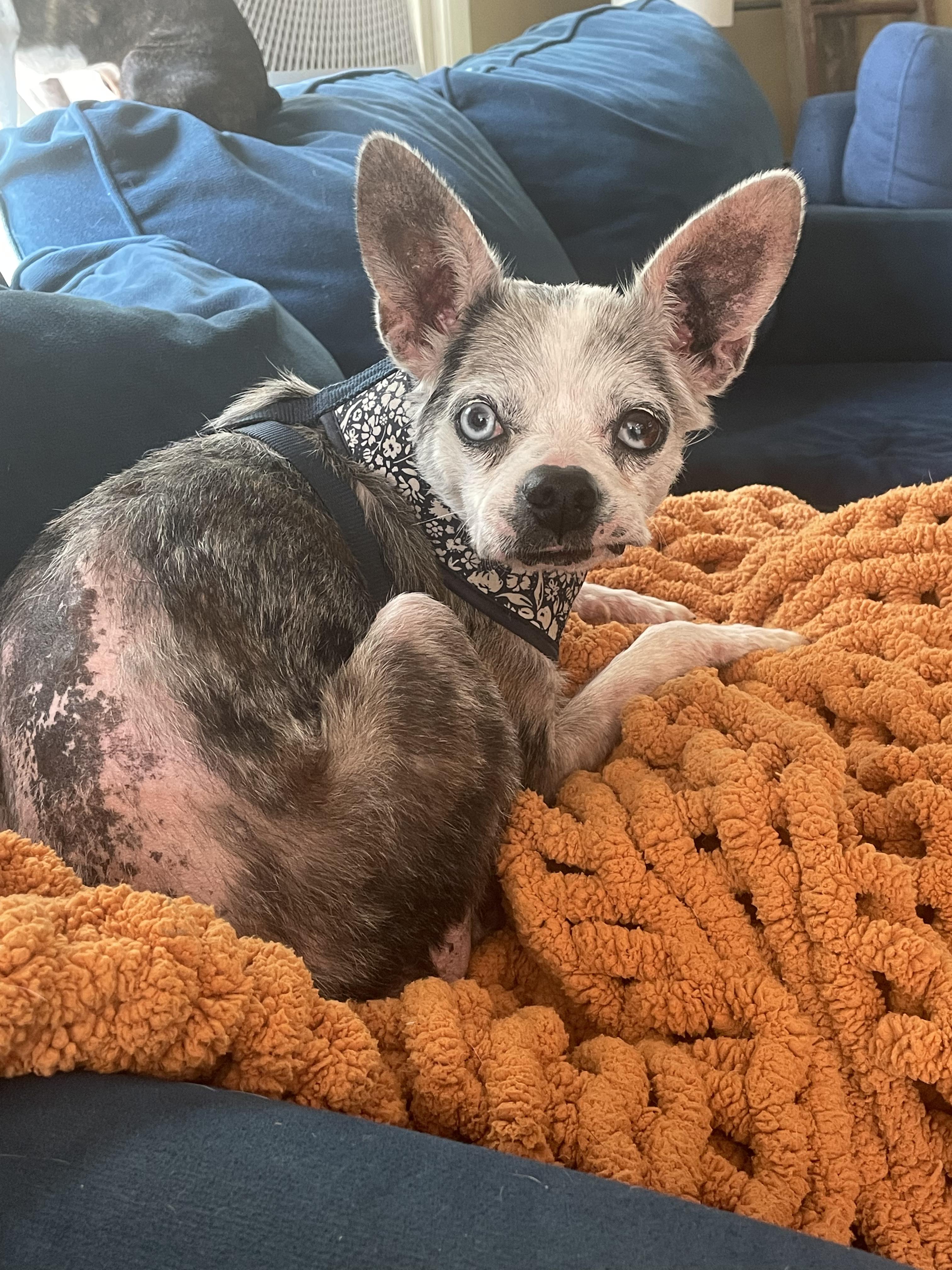 Tango, ADOPTABLE, Senior Female Borzoi & Australian Shepherd.