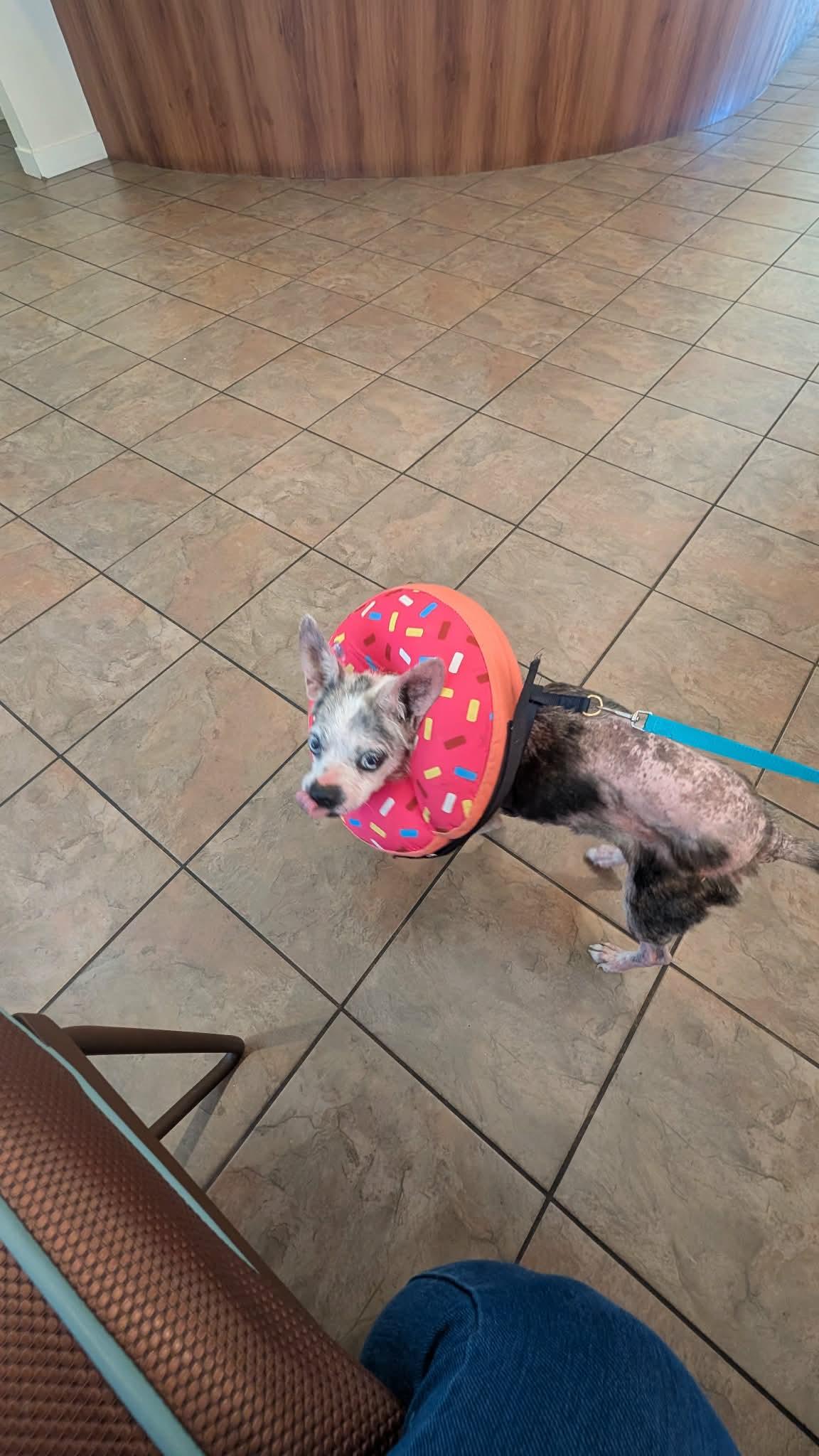 Tango, a ADOPTABLE mixed breed in Sheridan, OR image 4/6