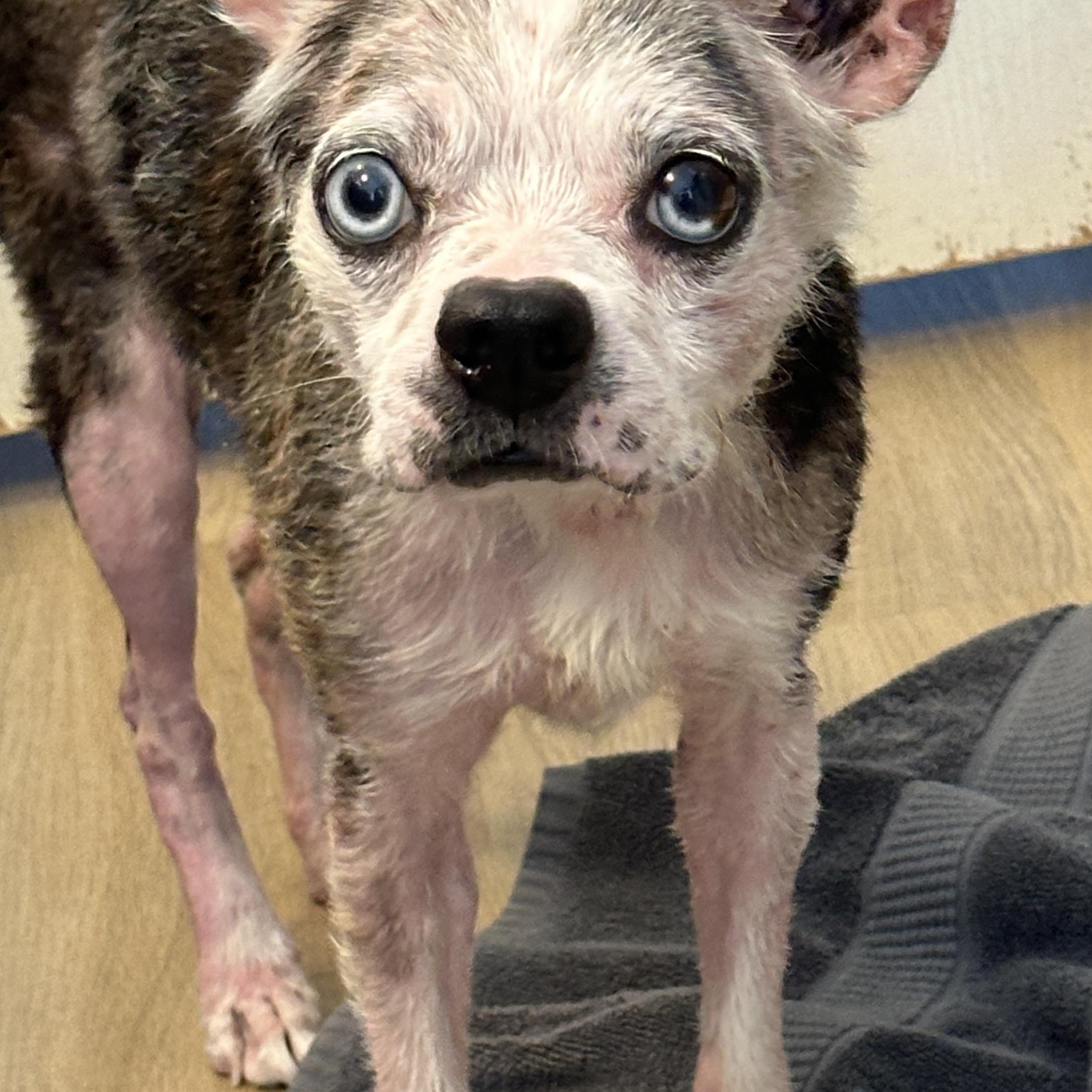 Tango, a ADOPTABLE mixed breed in Sheridan, OR image 5/6